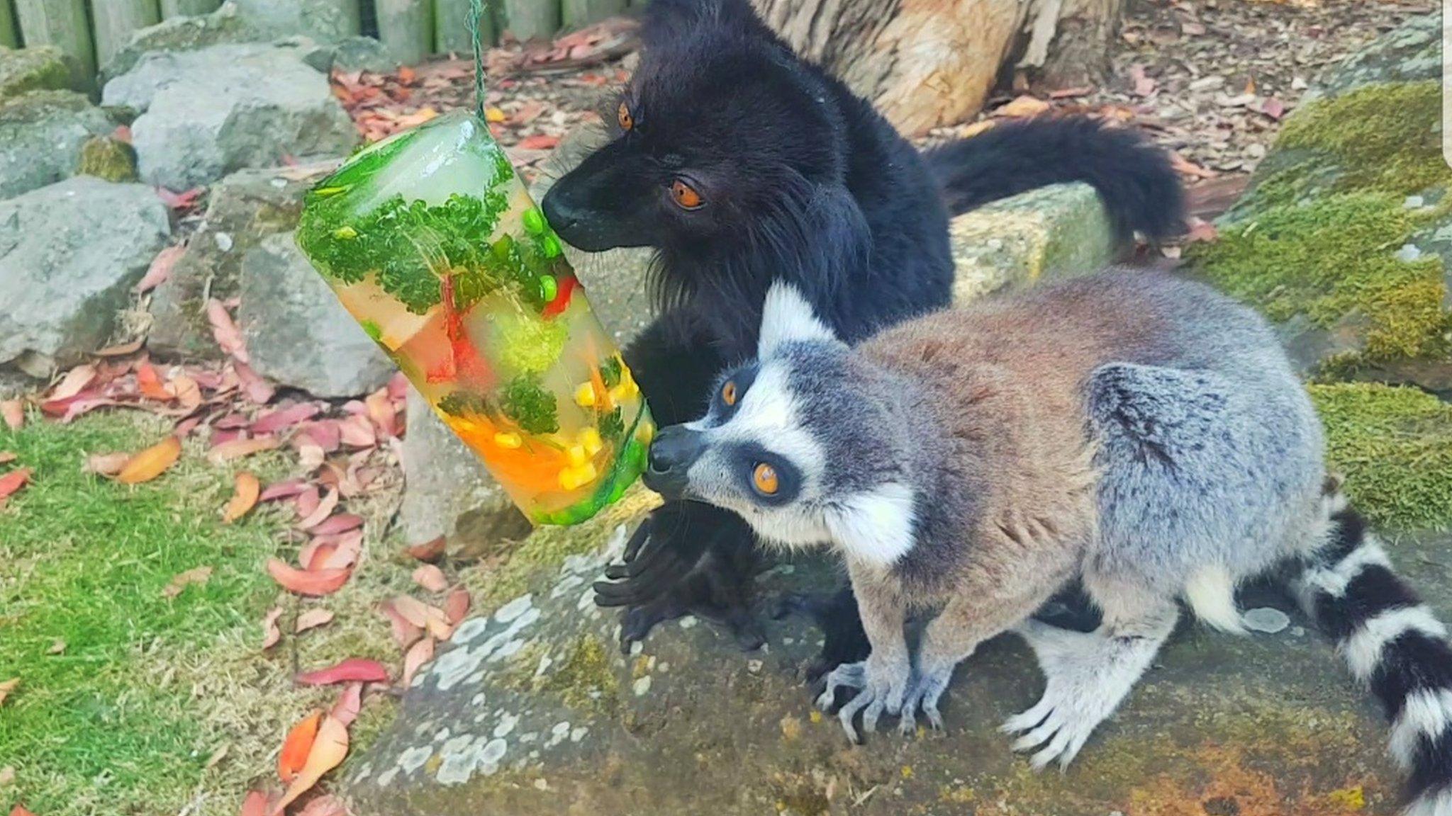 Lemurs sniffing a frozen ice lolly made with veggies and herbs