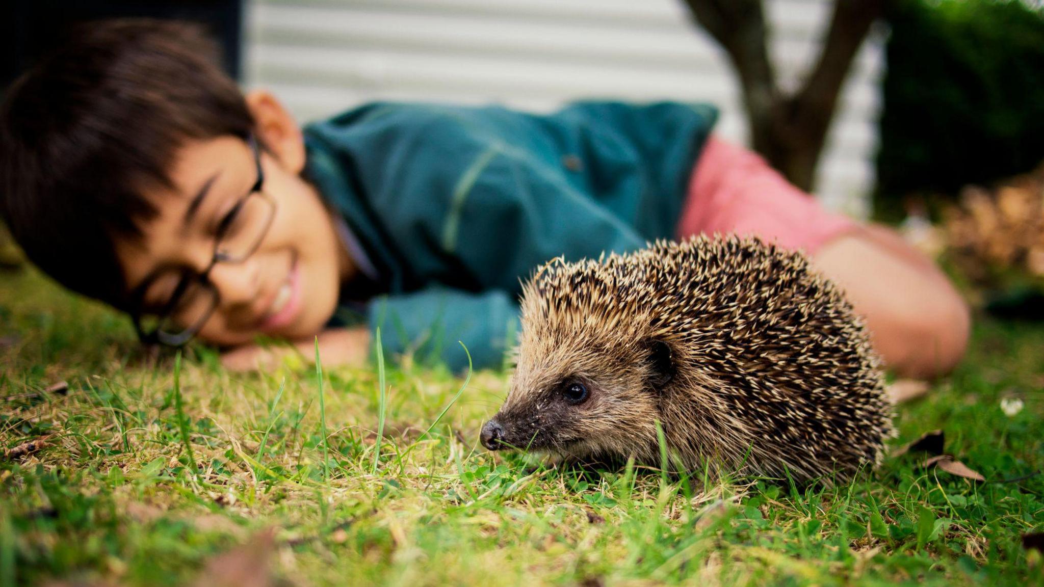 Young boy looks at hedgehog in the garden.