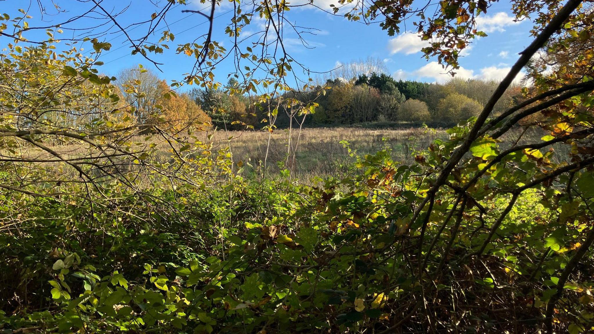 Field near Merrow Lane. There are shrubs and branches in the foreground with a large area of grassland and trees in the distance.