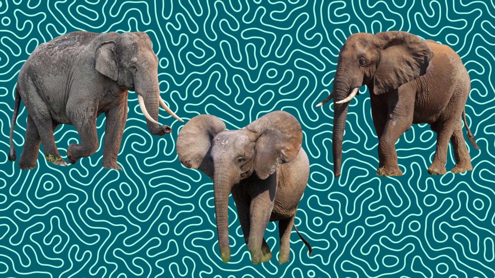 Asian Elephant (left), African Forest Elephant (middle), African Savanna Elephant on a blue squiggle background