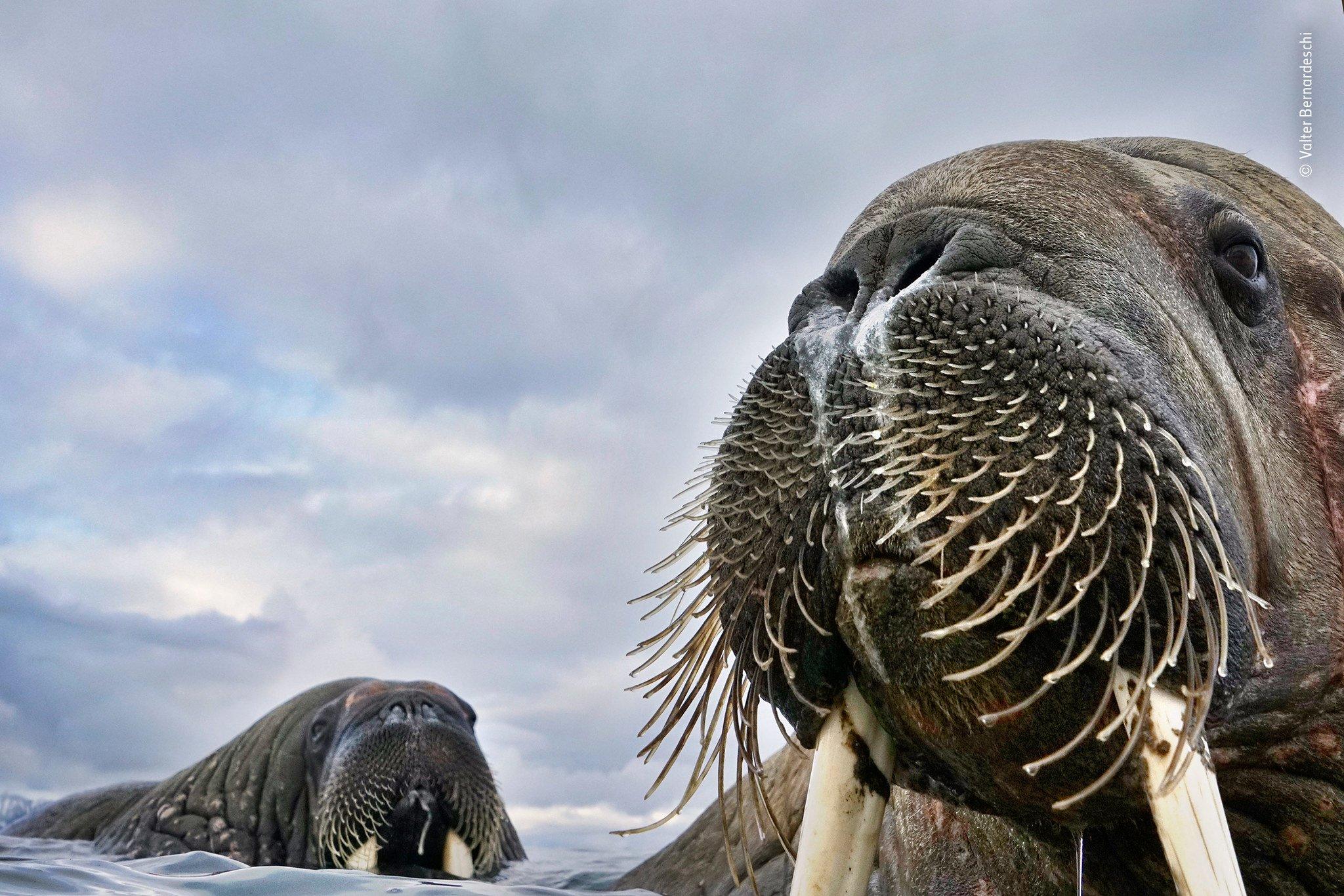 Walrus