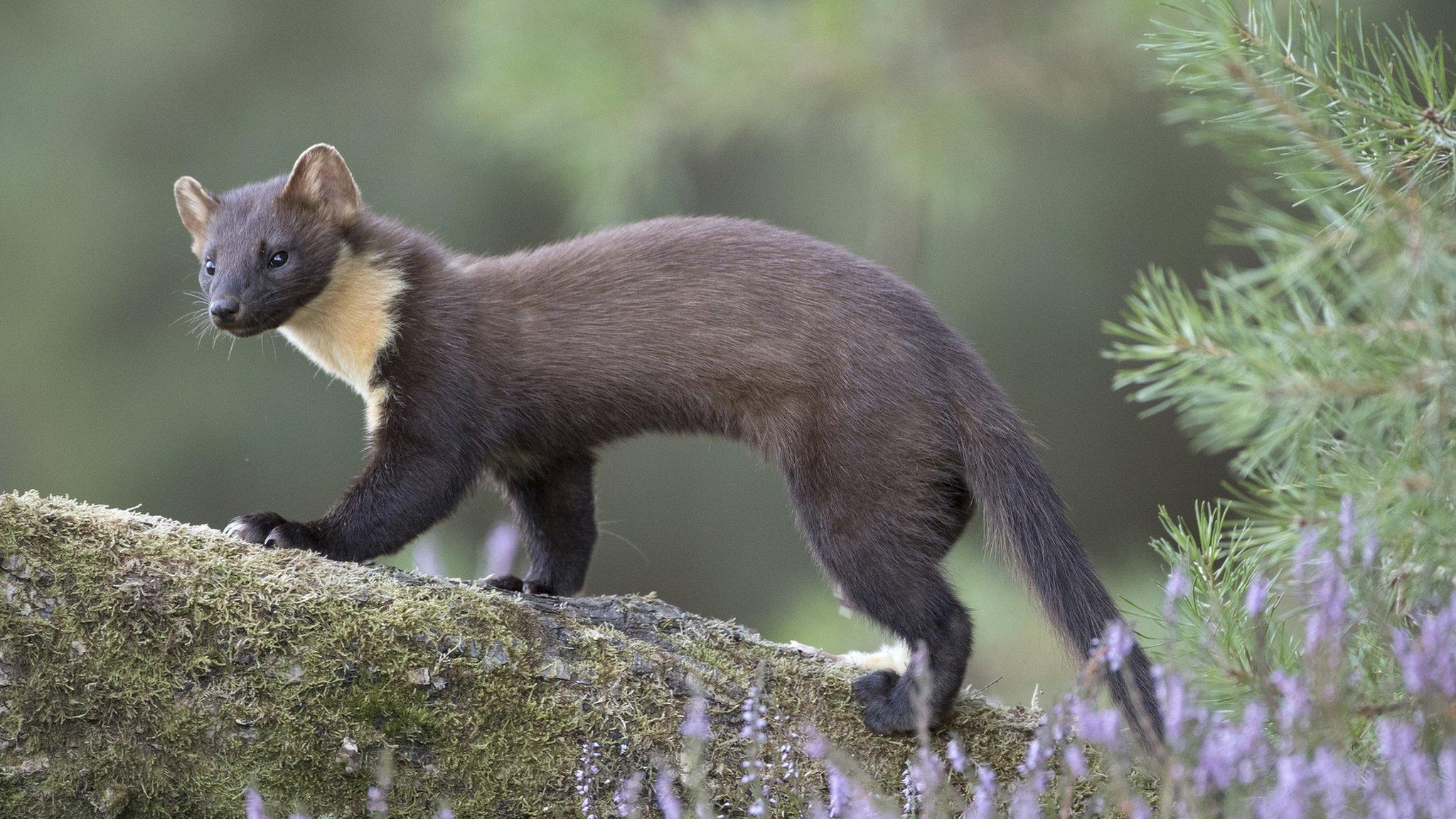 Pine marten on log