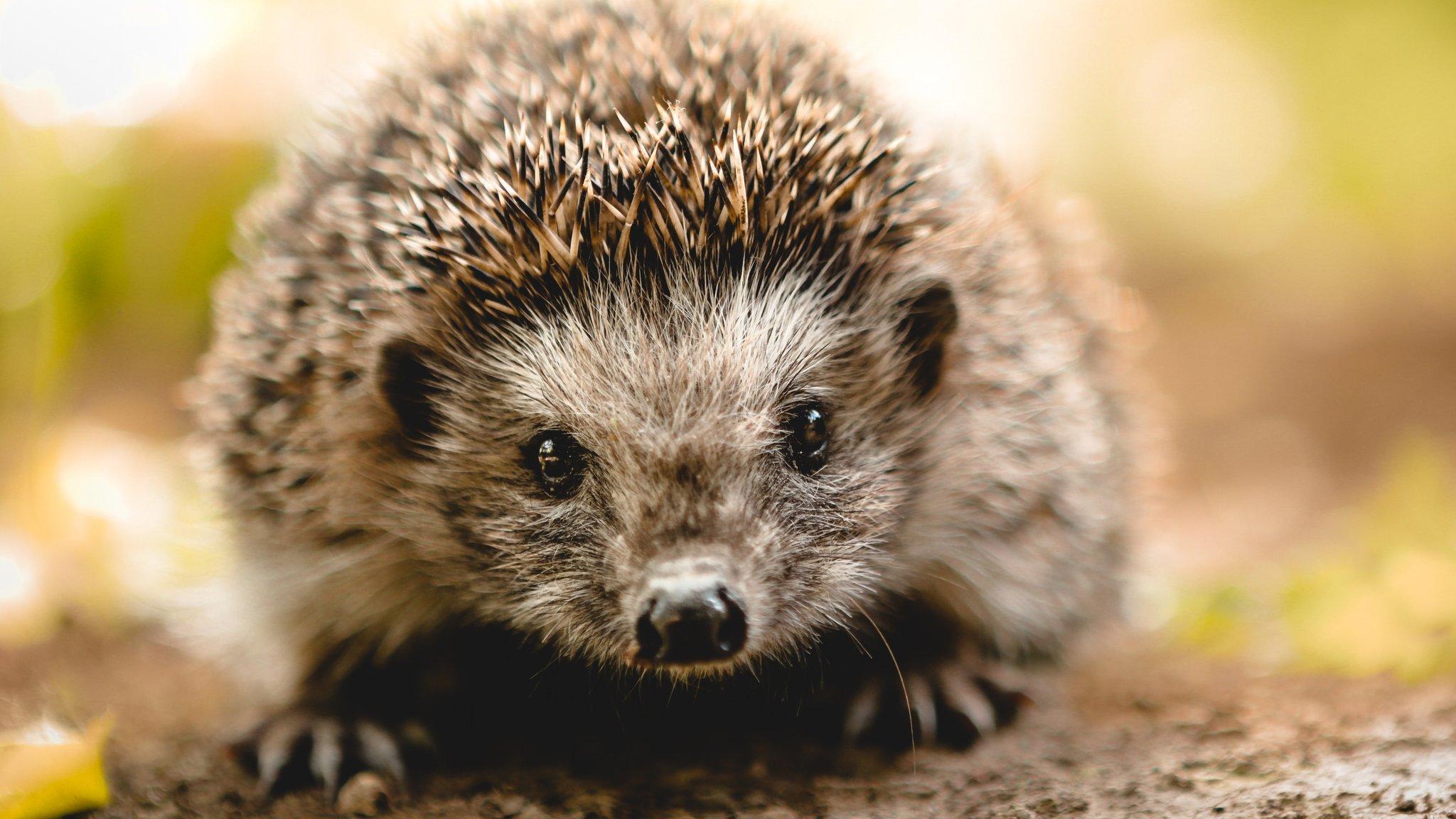 A hedgehog looking directly to camera