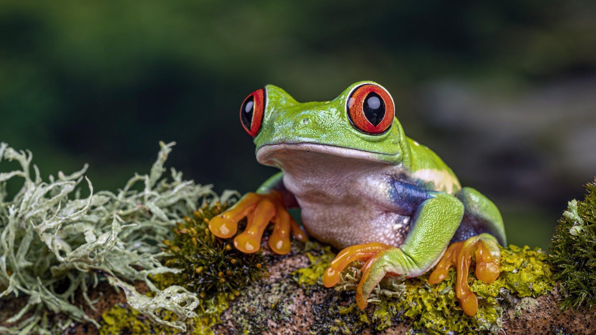 Frogs in savoie face pond eviction over noise pollution bbc newsround