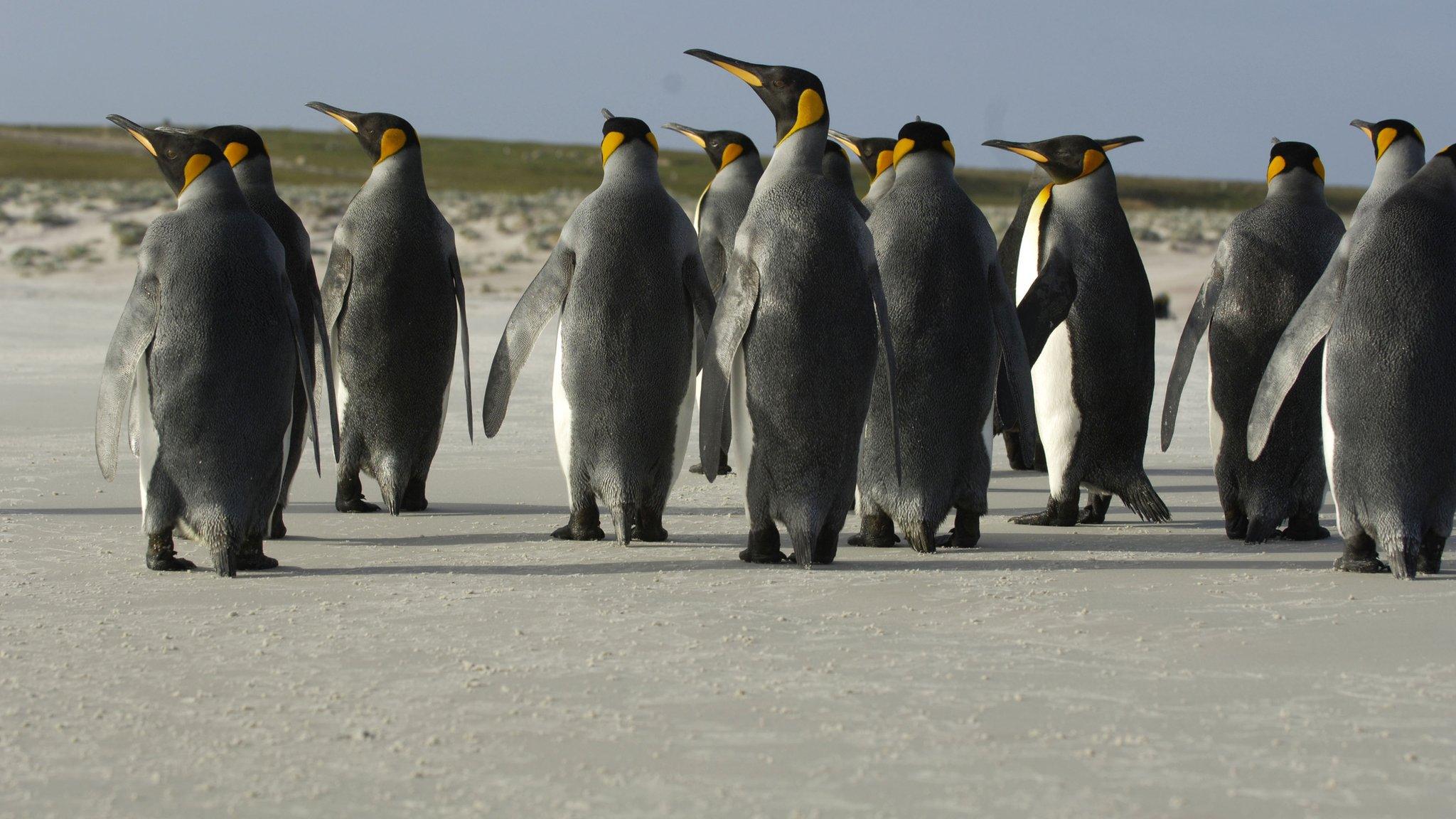 King penguins on the Falkland islands