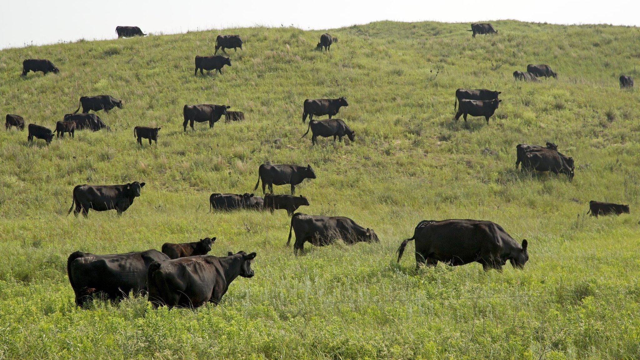 cattle grazing