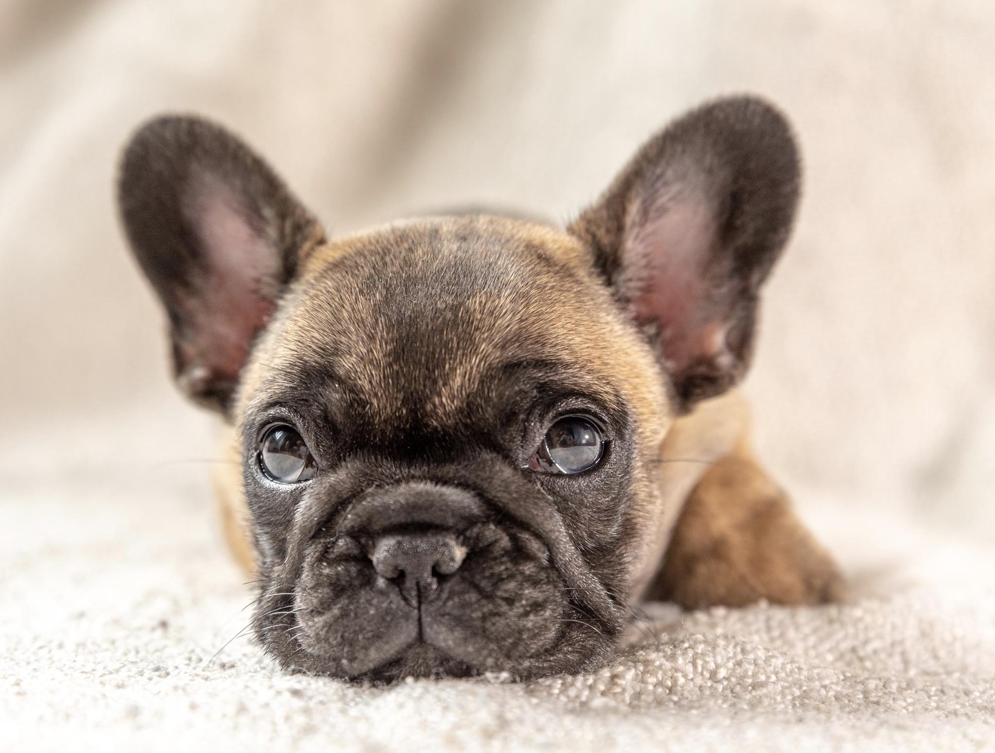 French bulldog