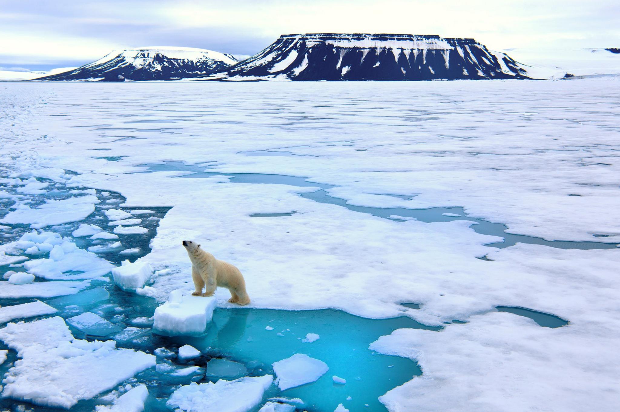 A polar bear standing on pack ice