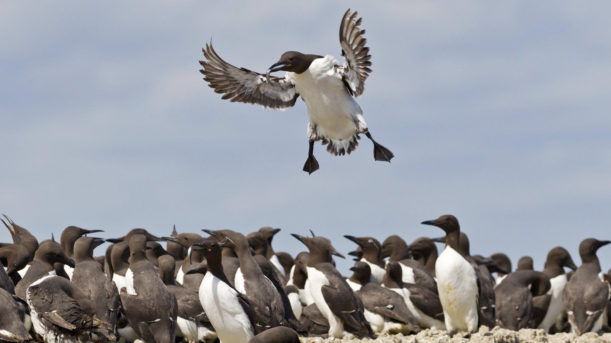 Guillemots