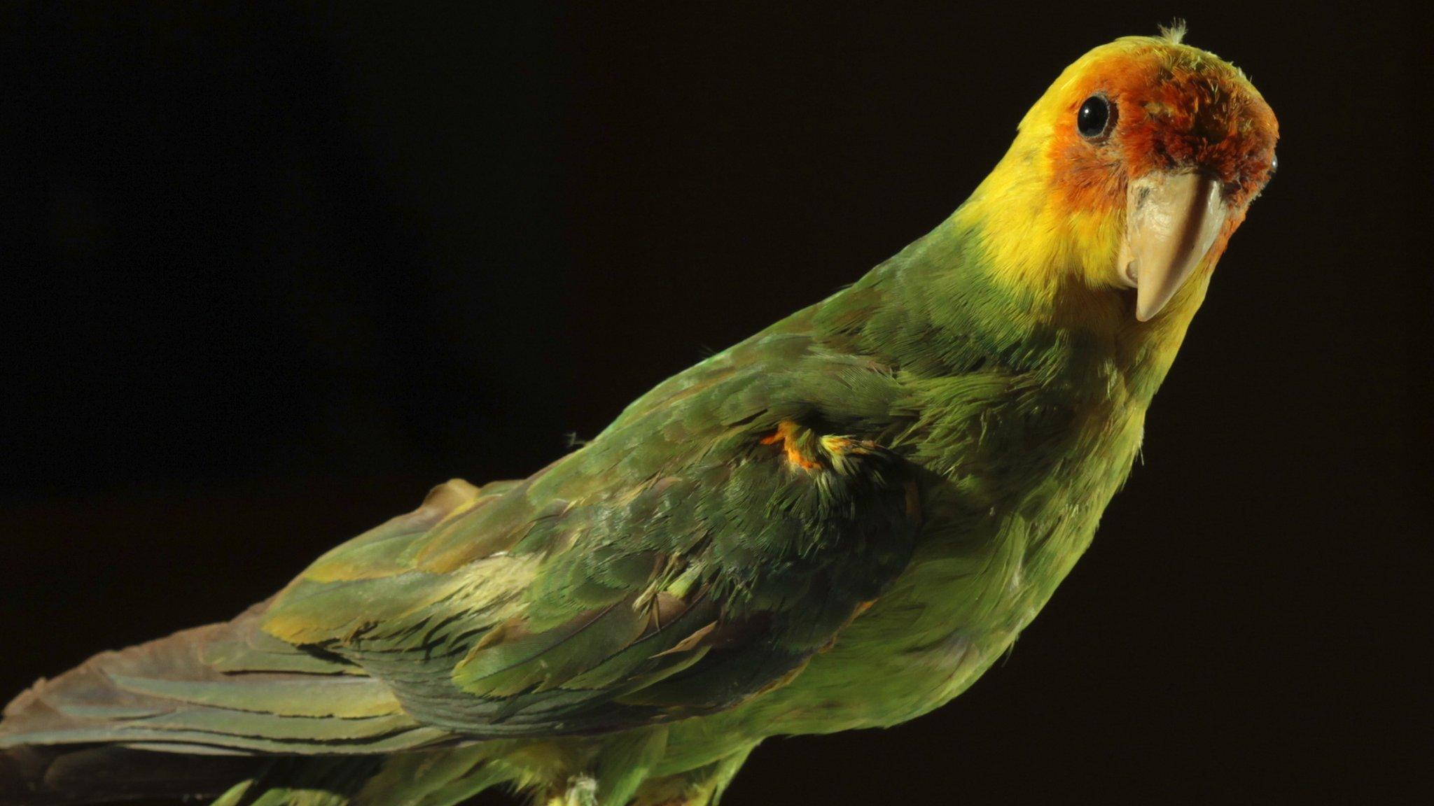 Carolina parakeet specimen