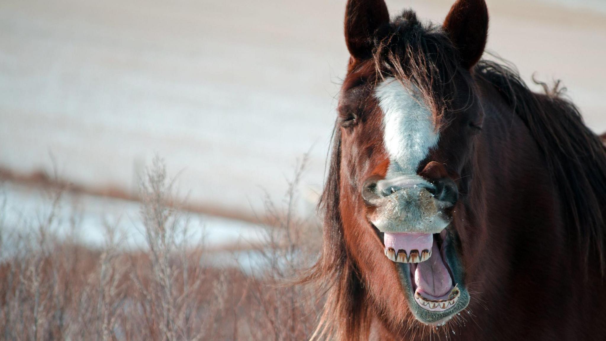 Chestnut horse with white blaze and wooly winter coat yawning broadly.