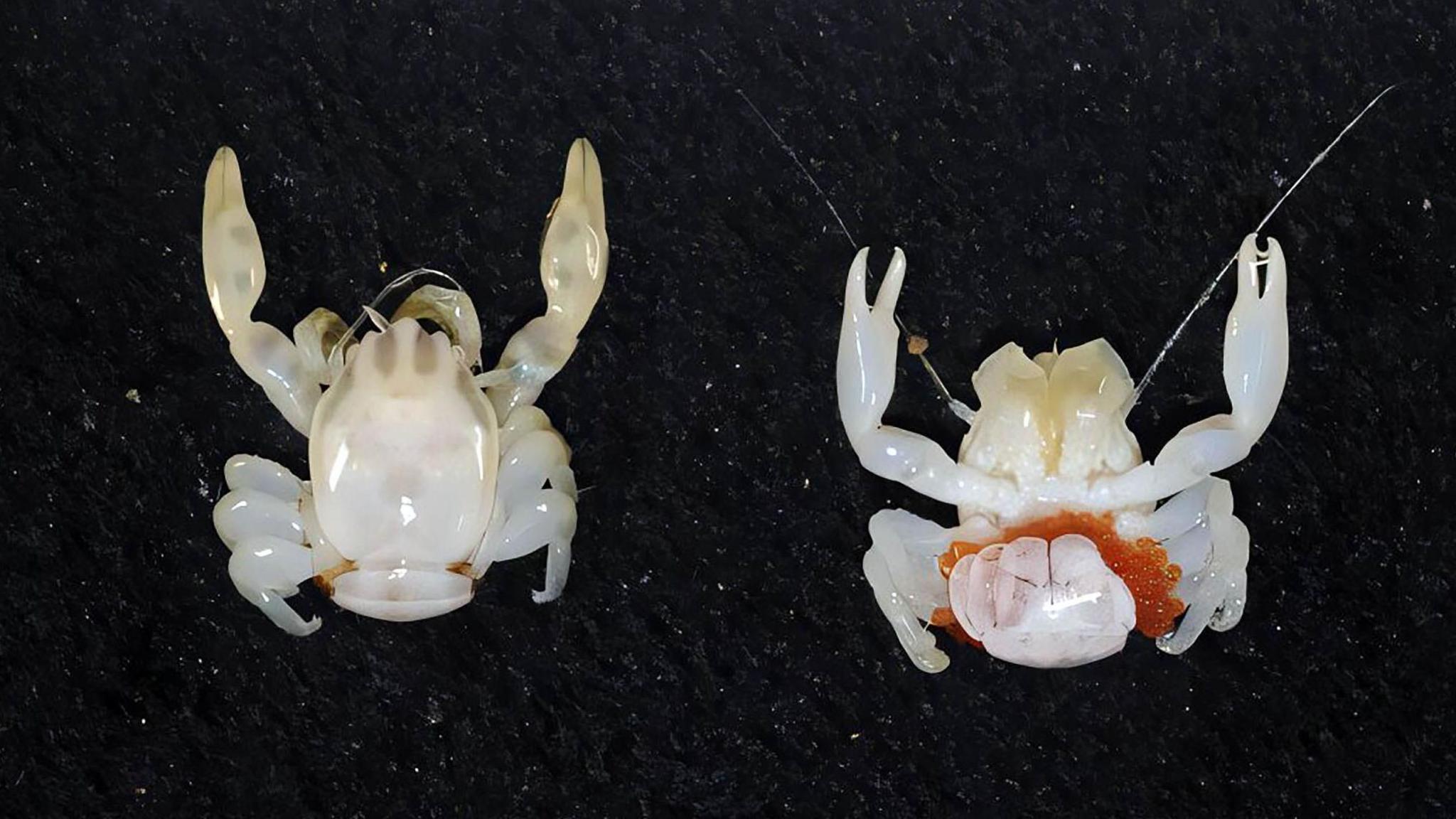 two of the porcelain crabs discovered on the mission