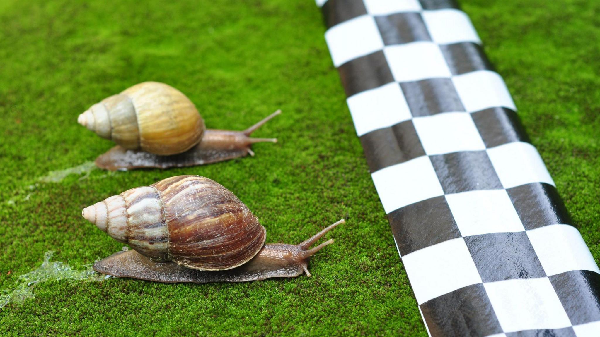 Snails racing towards a finish line