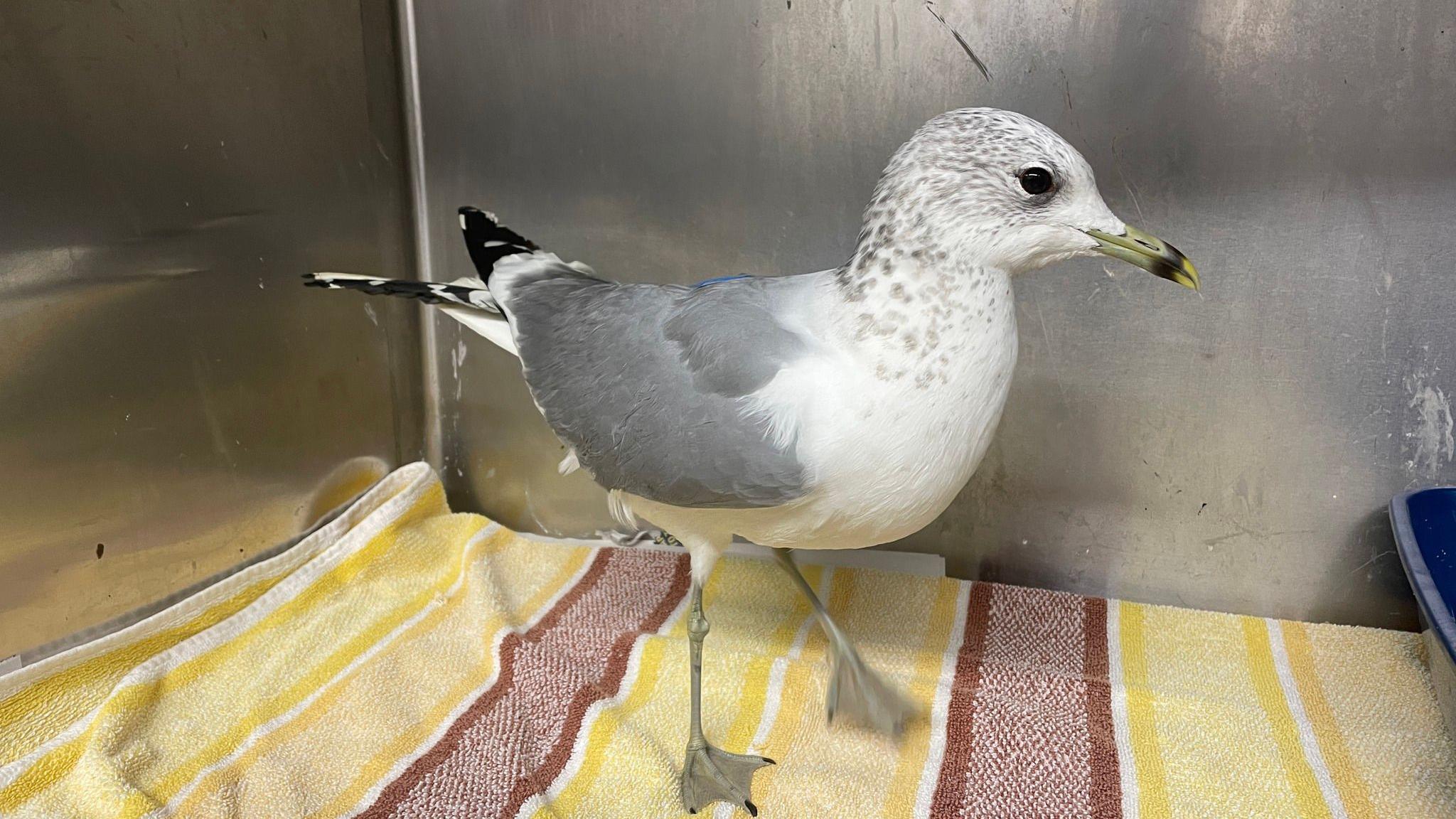 The image shows a gull standing on a striped yellow and brown towel inside what appears to be a metal enclosure. The gull is predominantly white and grey.

