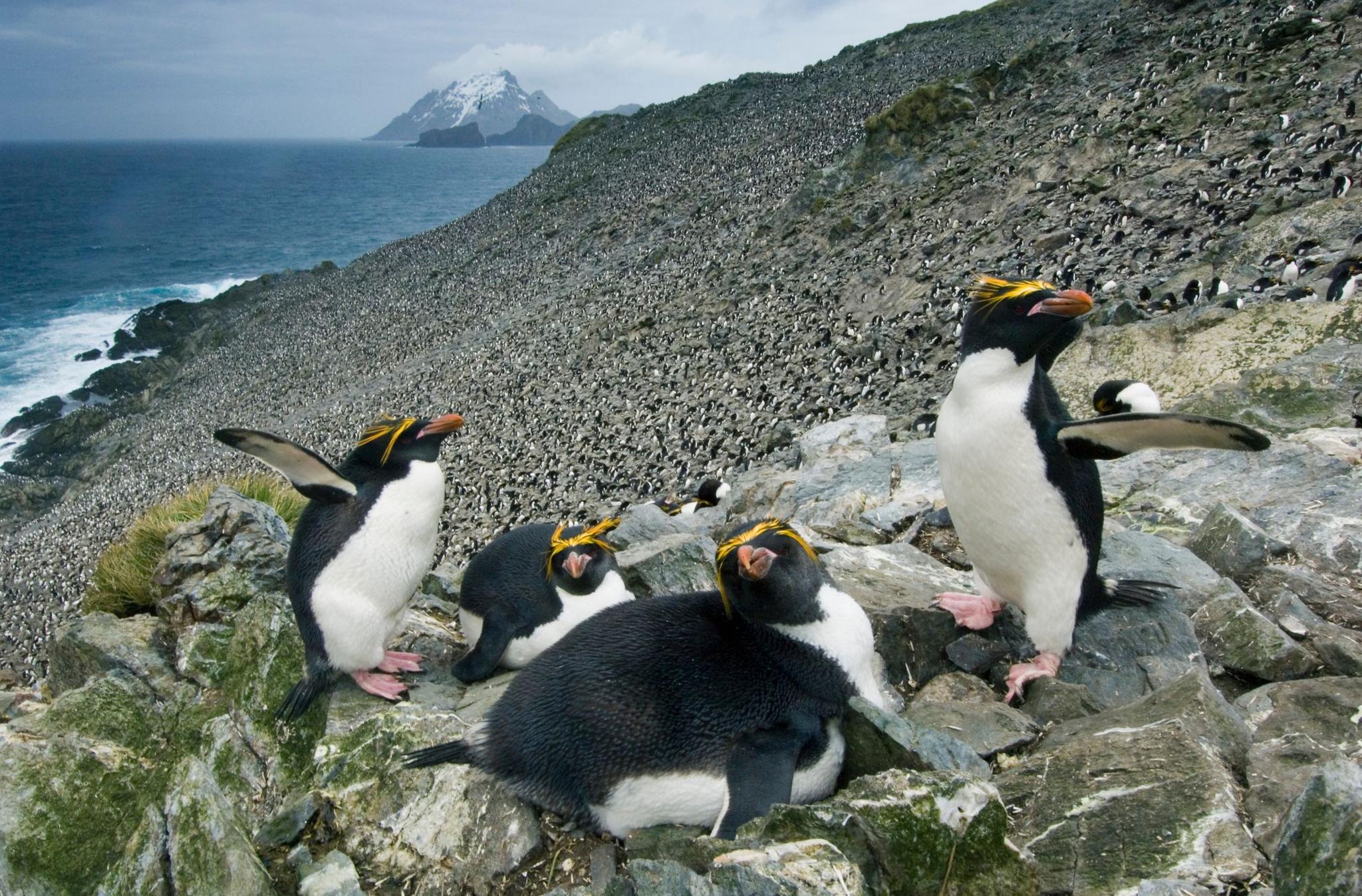 Five Macaroni penguins on rocks in South Georgia with icy mountains visible in the background