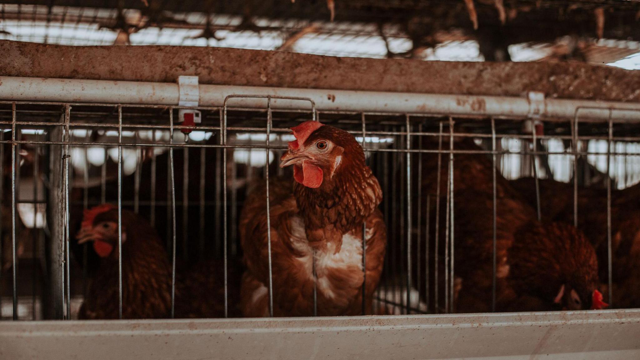 A chicken poking its head through the bars in a cage