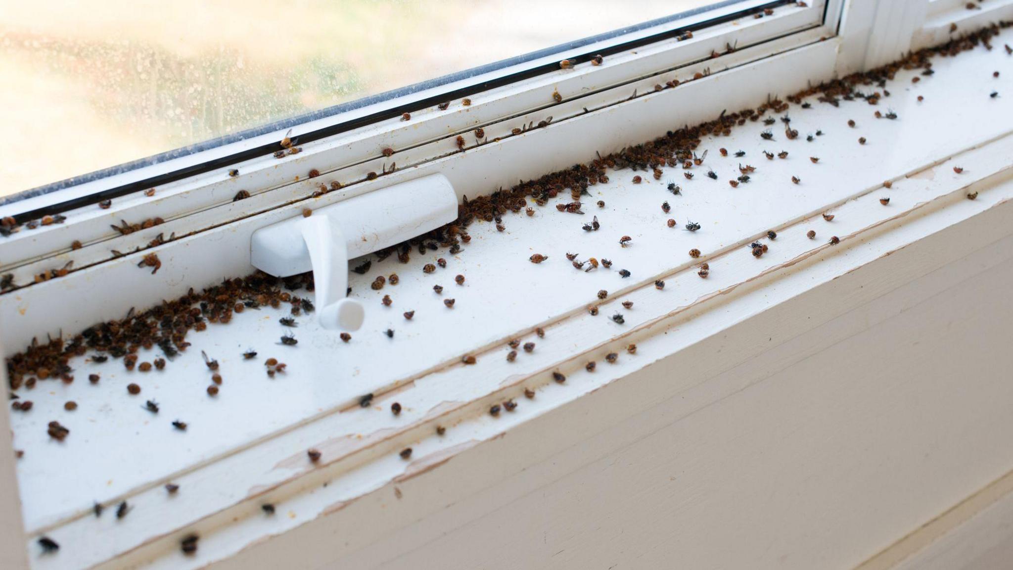 lots of ladybirds on a white windowsill in a house