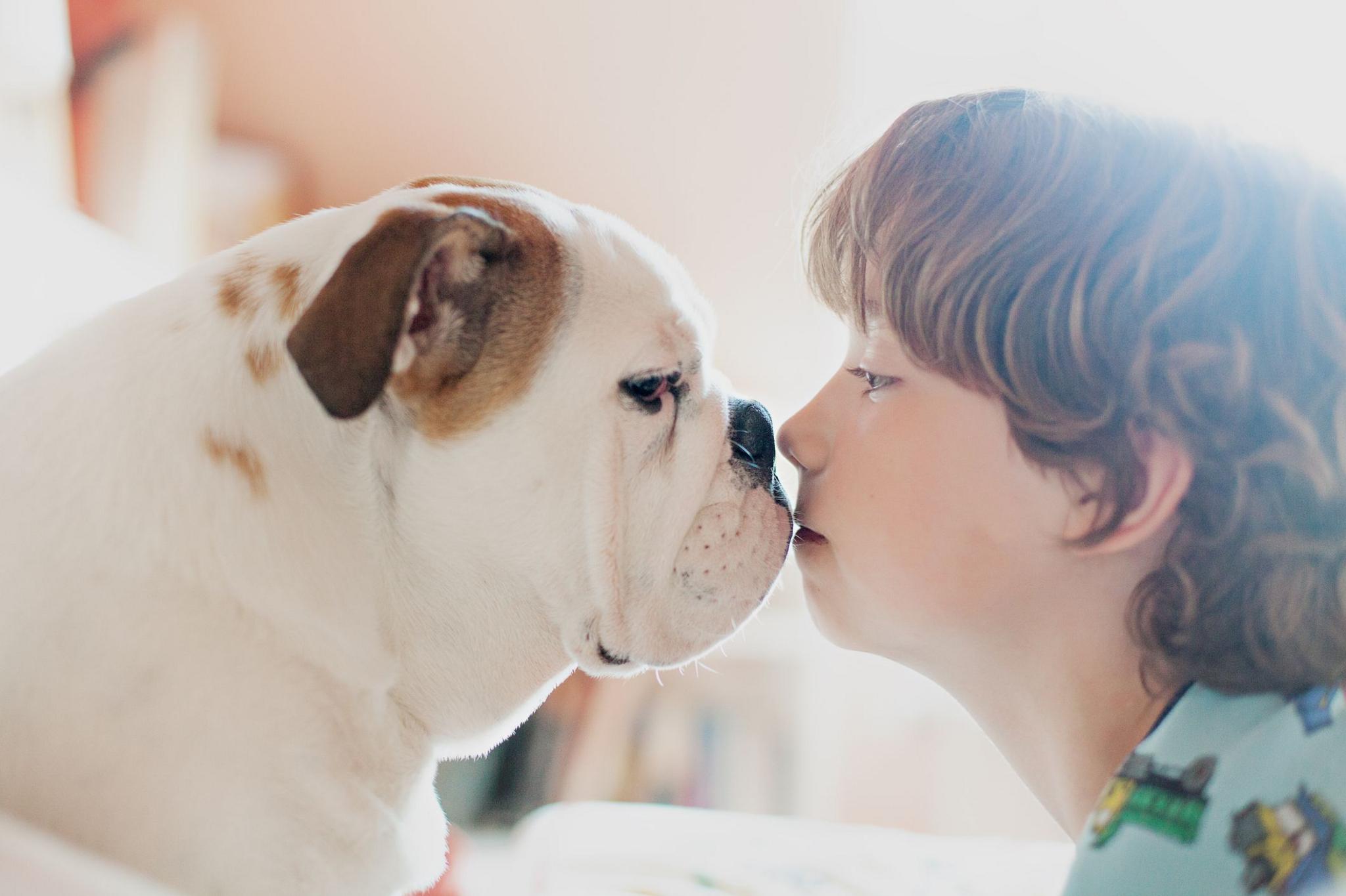 child kissing bulldog