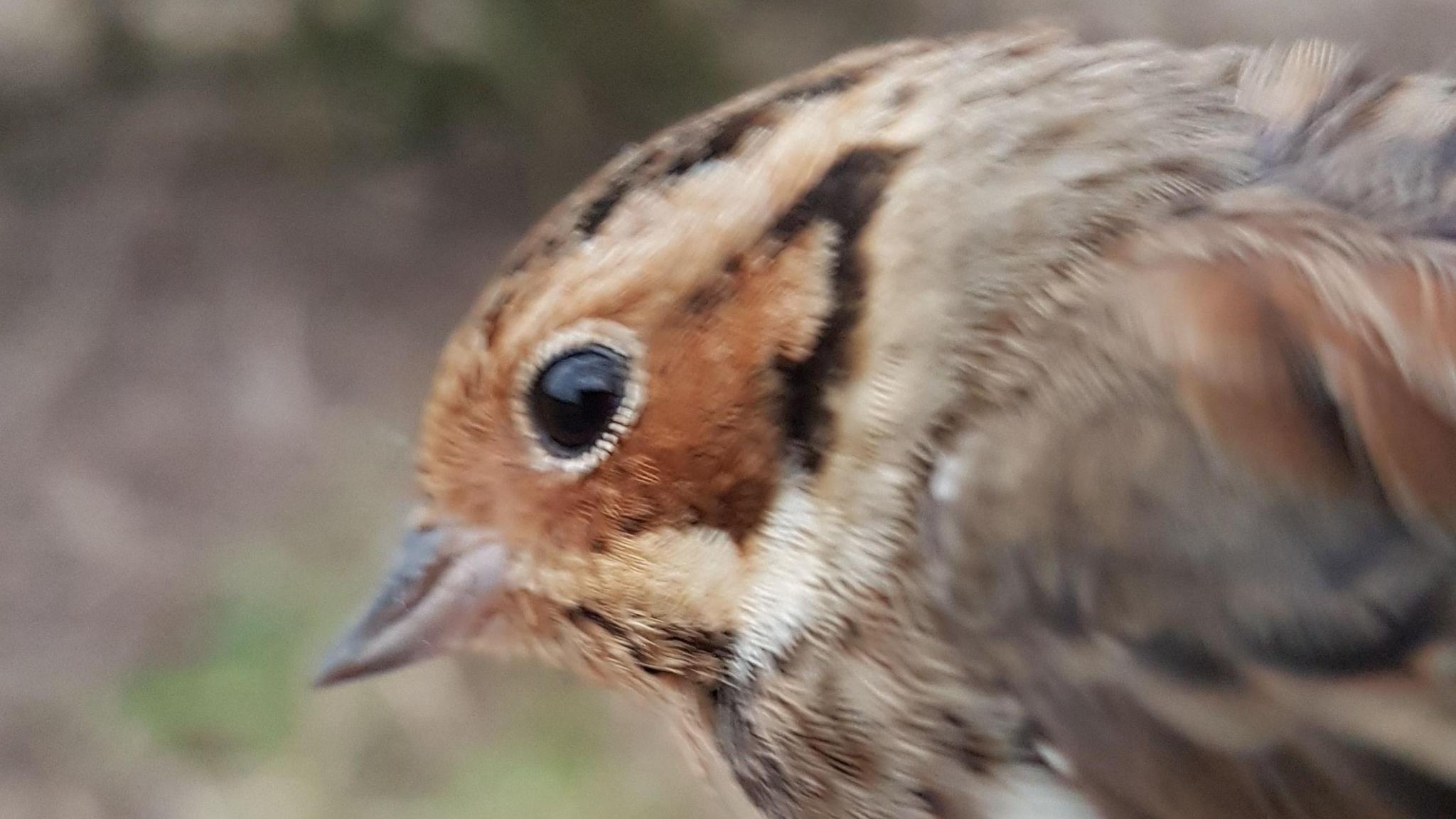 A Little Bunting bird spottted in Stanborough Reedmarsh Nature Reserve, Hertfordshire