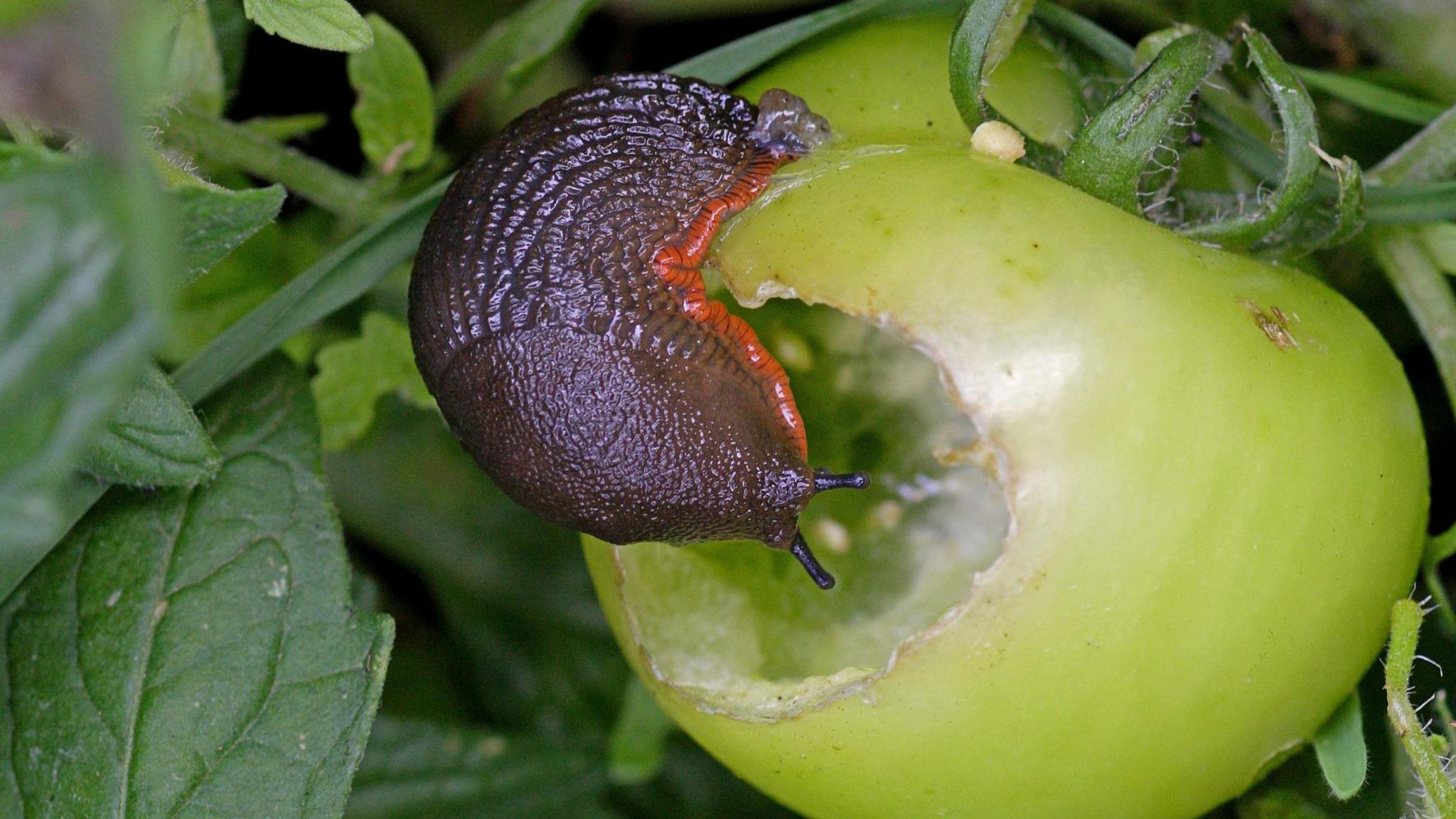 slug eating a tomato