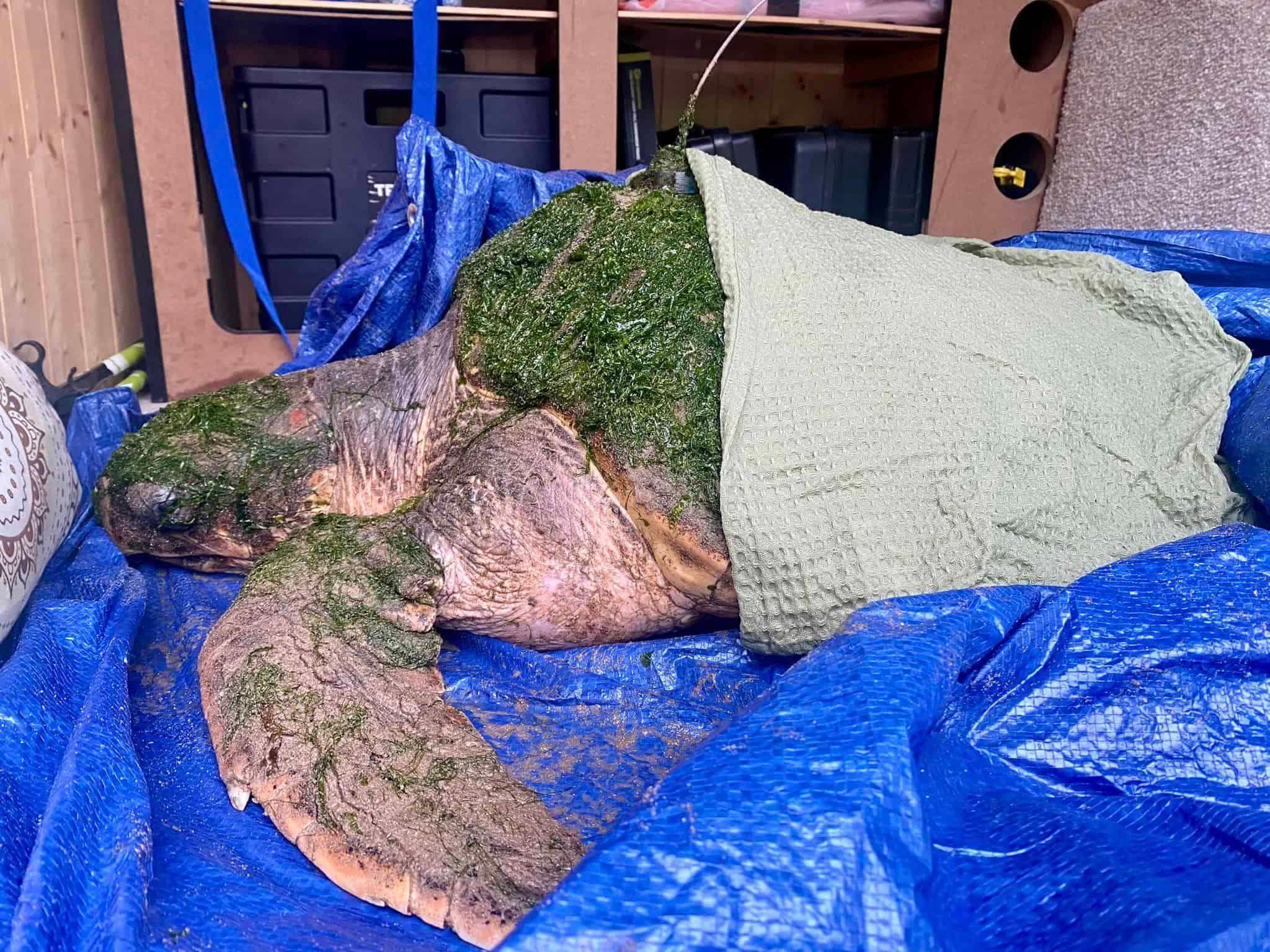 Loggerhead turtle, Nazaré, covered in green algae. The reptile is laid on a blue tarpaulin and is partially covered with a light green blanket.