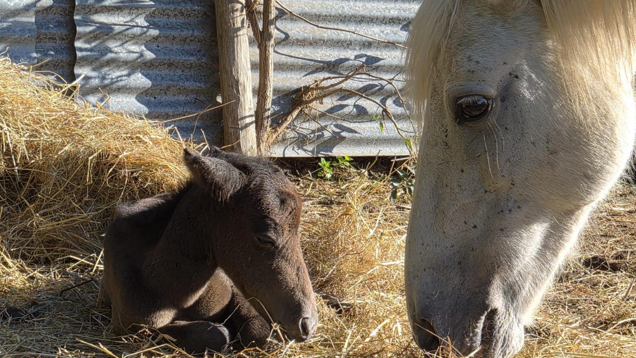 A small brown horse sits on hay and looks towards a large white horse.