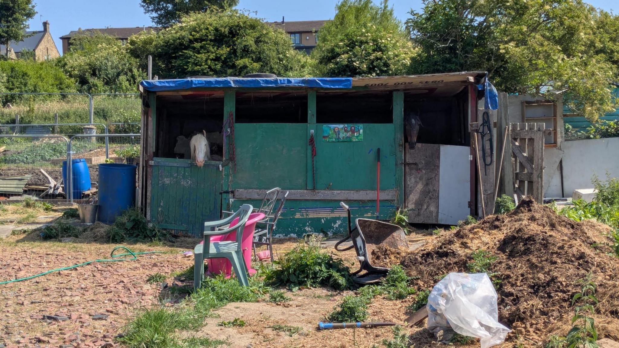 A homemade stable on an allotment. The stable is made from wood, which has been painted green. Two horses are sticking their heads out of doors on either side of the structure.