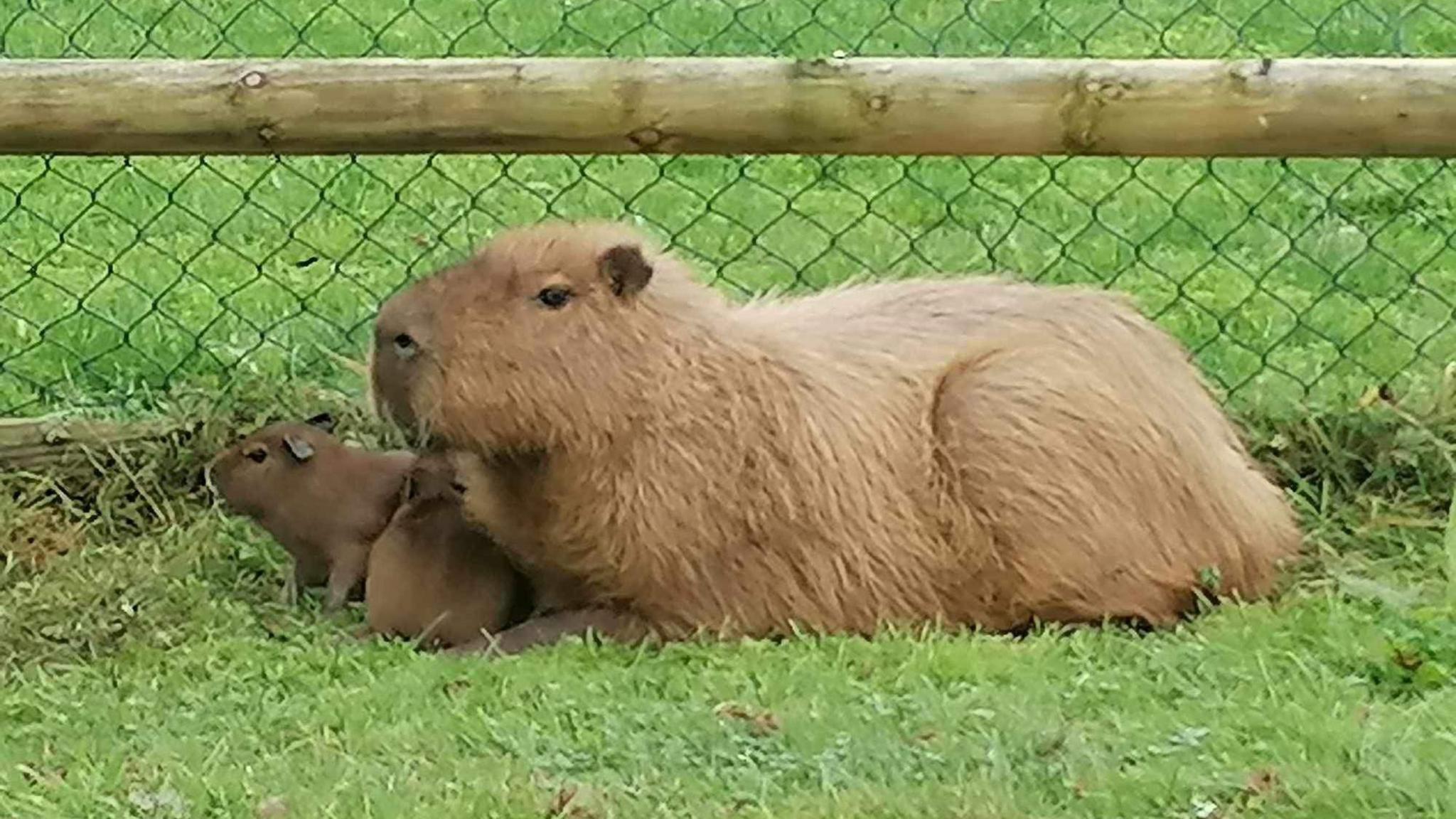 An adult capybara lies on grass next to a fence, with her two babies sat unde her neck