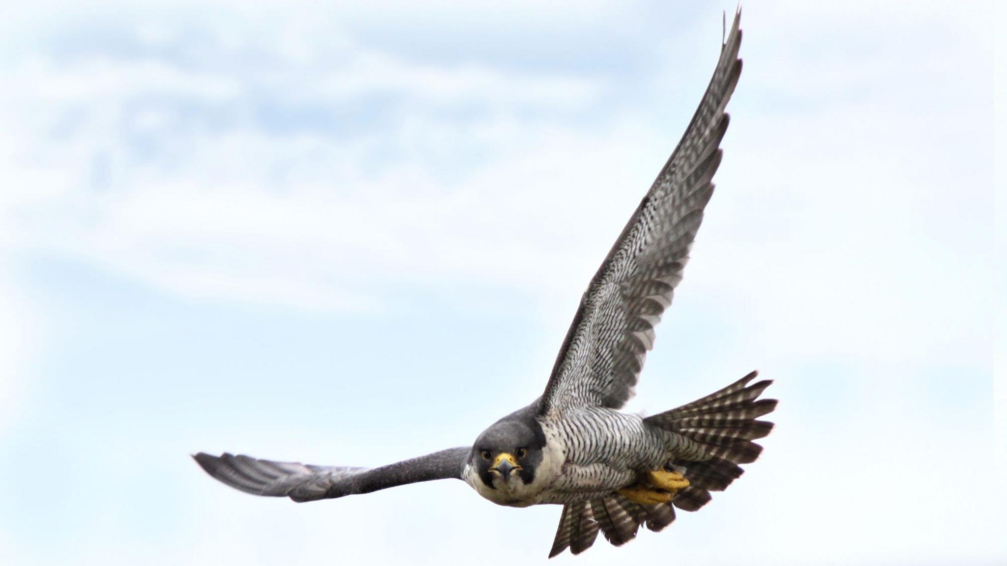 A peregrine falcon in flight staring at the camera