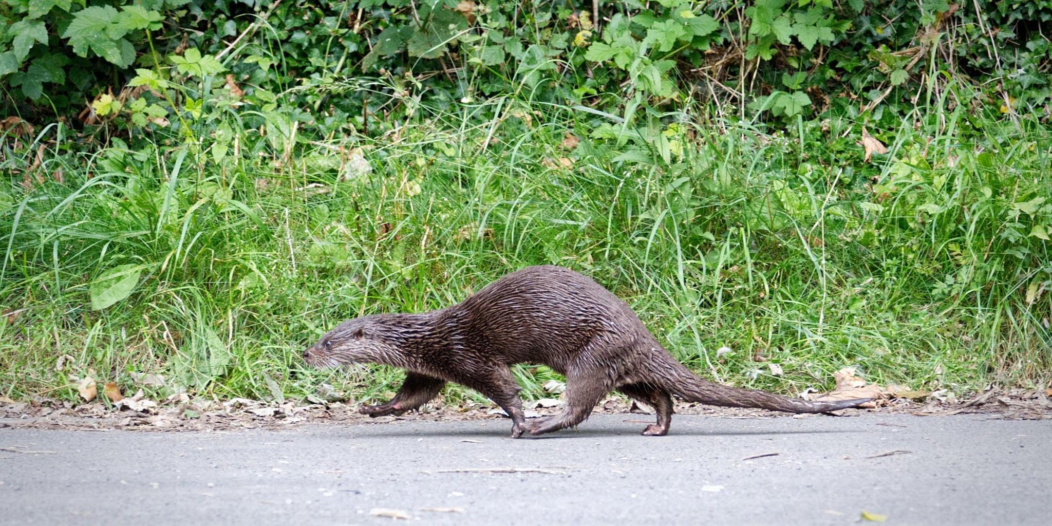 Brown otter walking down a road, photographed low to the ground, eye level with the otter