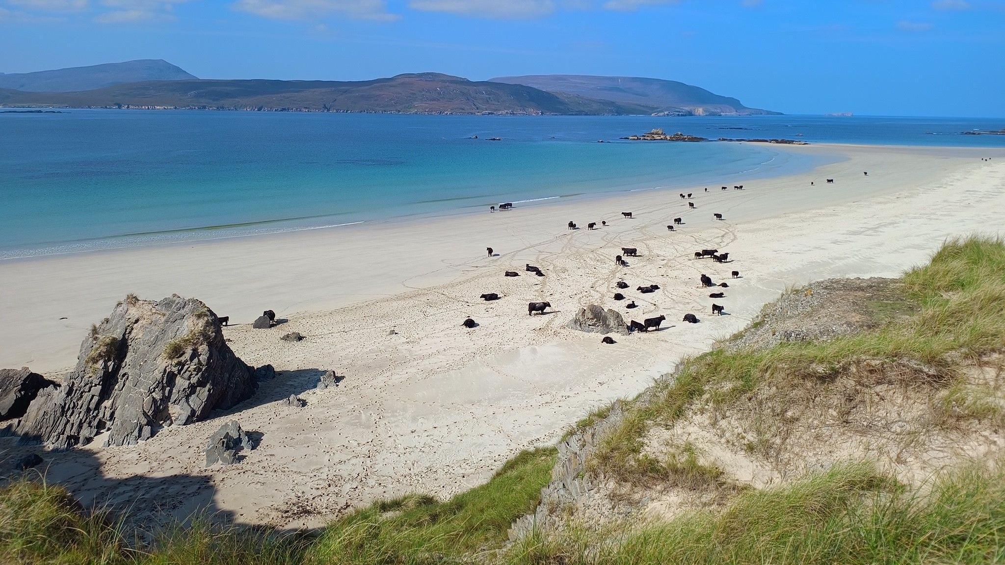 Cattle chilling out at Balnakeil Bay