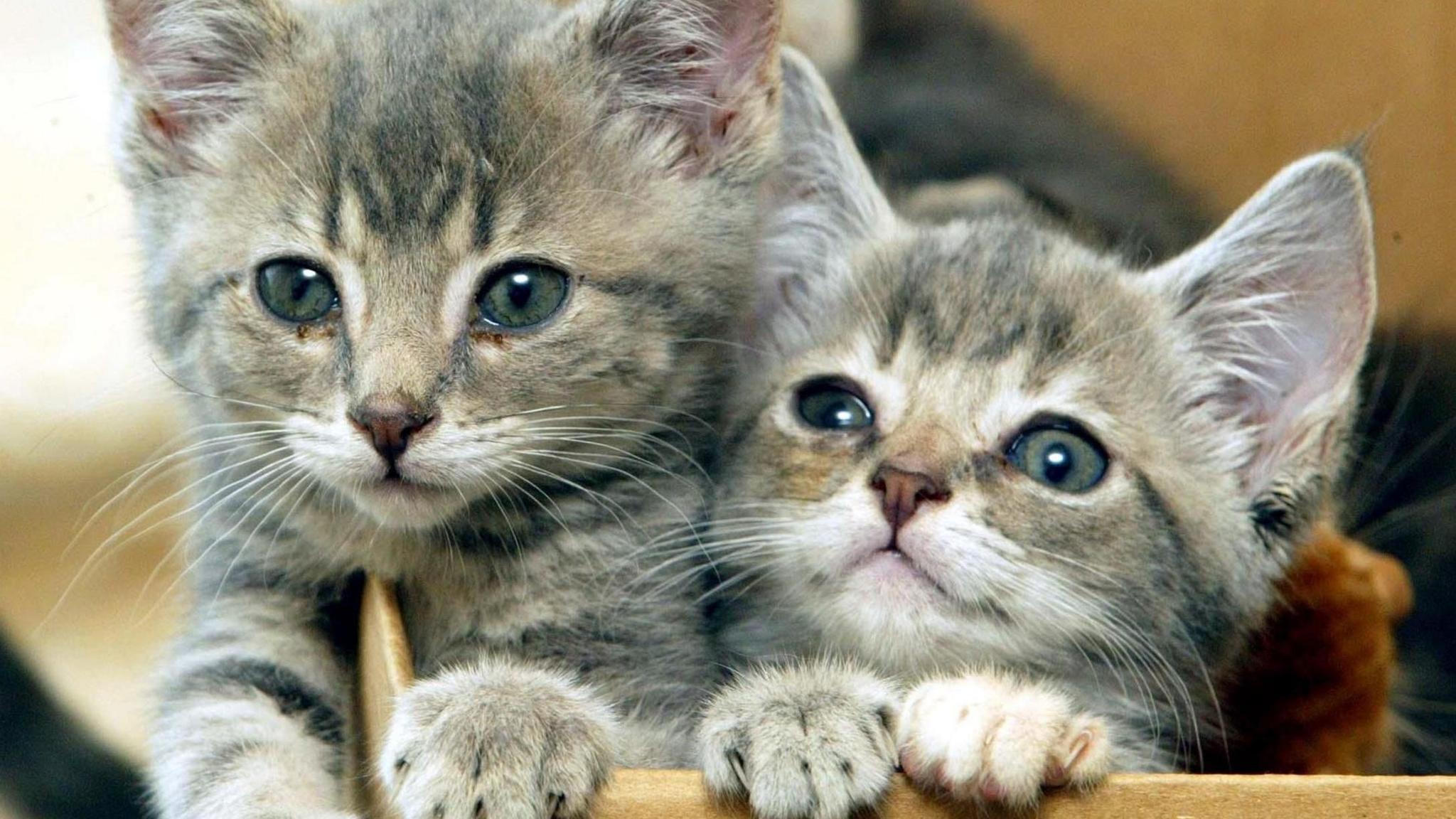 Two grey kittens use their paws to hold themselves so they can peer out of a cardboard box.