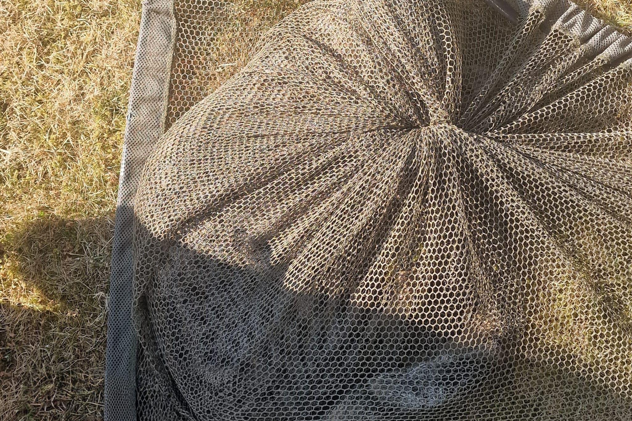 A cat can be seen in a net having been captured in a garden