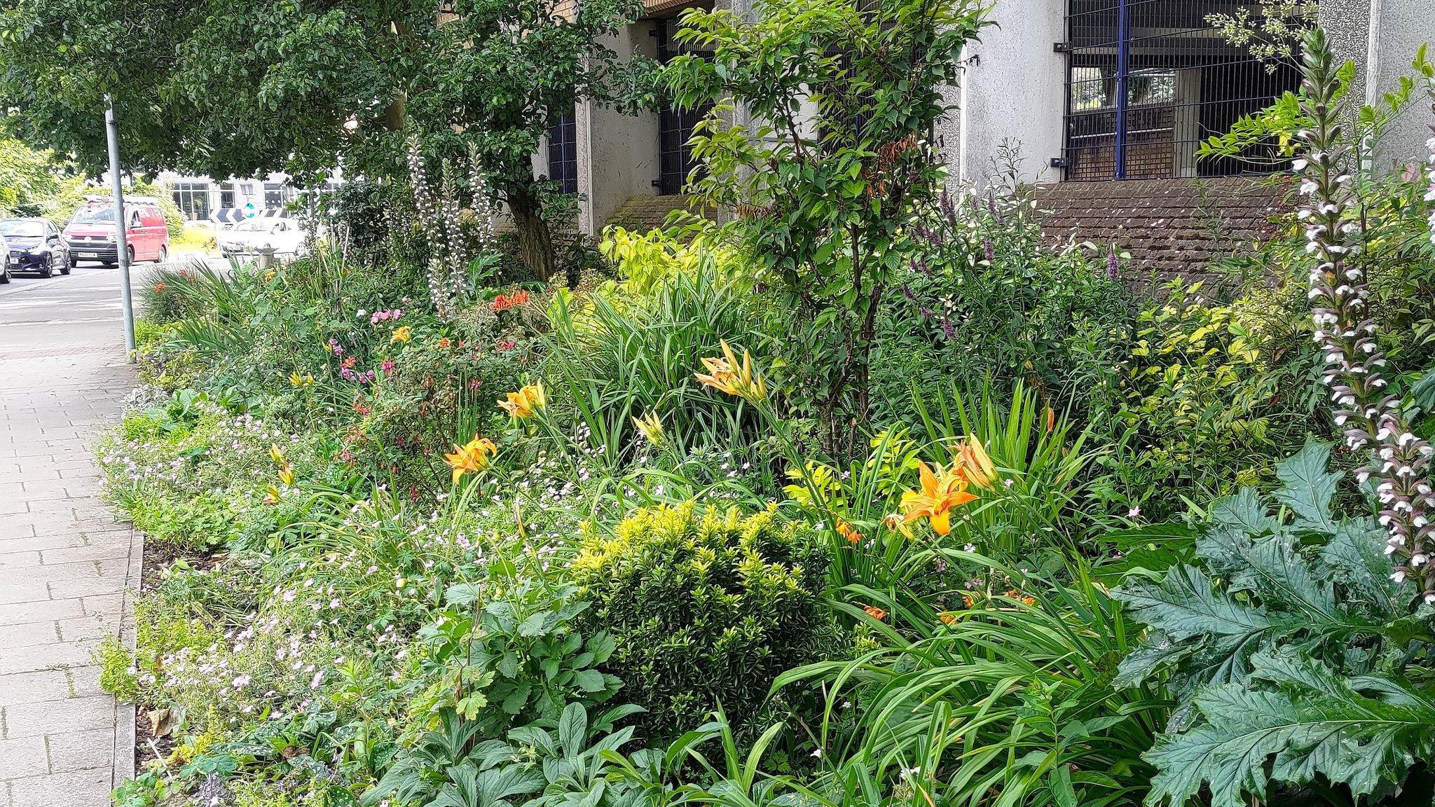 Another angle of the garden that has been formed in front of the care park on Vastern Road. Yellow lilies and pinks among other plants and flowers are blooming there. Some cars can be seen further up.