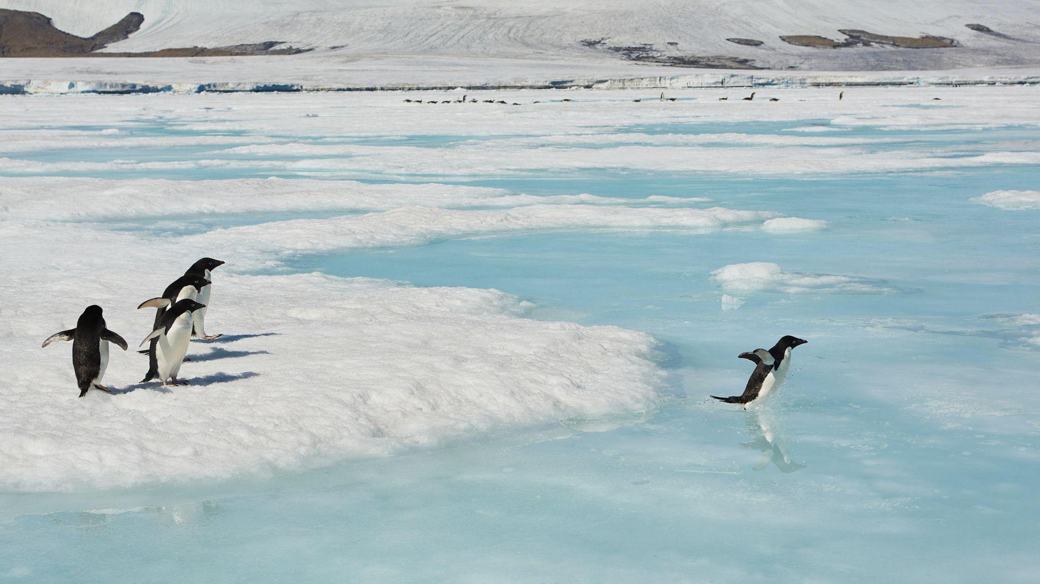 Penguins jumping from ice into blue sea, Antarctic Peninsula,