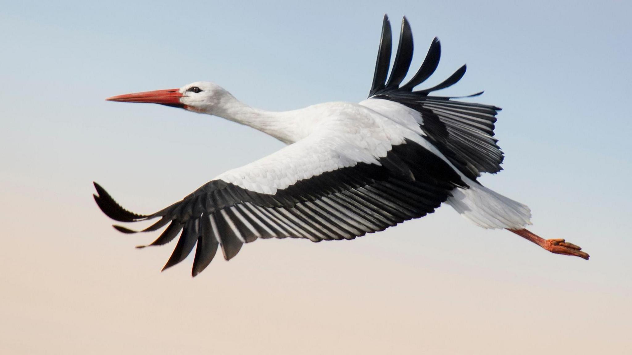 A white stork flying.