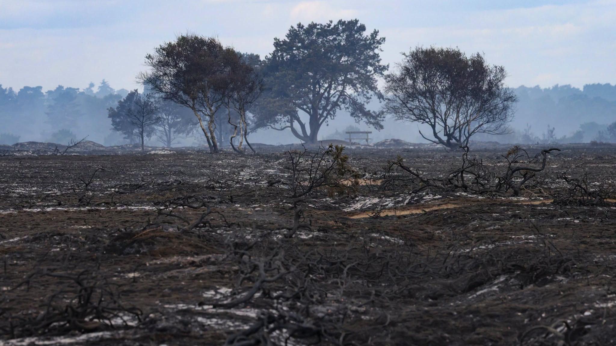 Blackened vegetation from a burnt-out heathland. Four burnt trees can be seen, and wisps of white smoke rise from the ground.