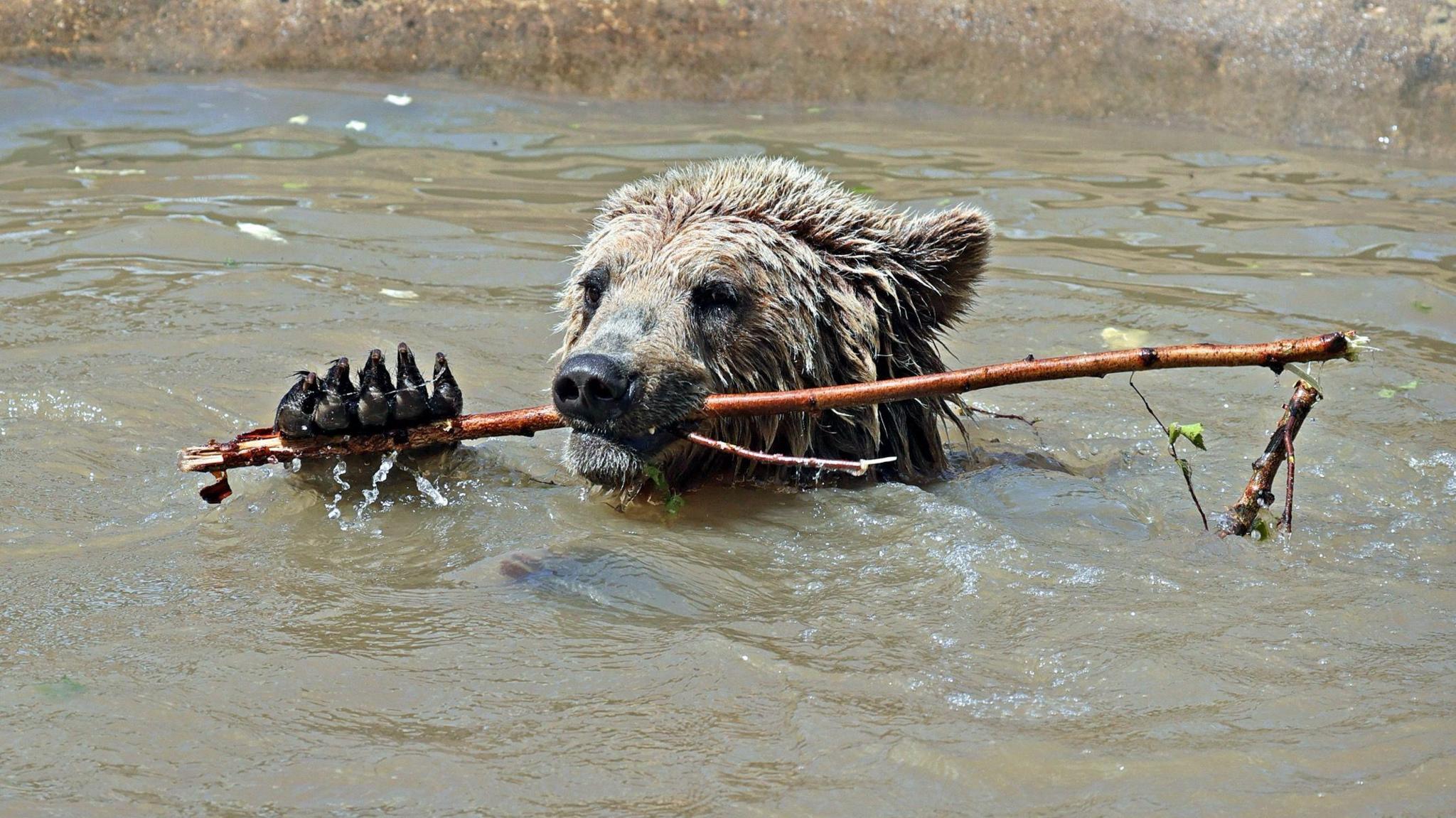 A bear's head and one paw is seen over a body of water as it chews on a stick