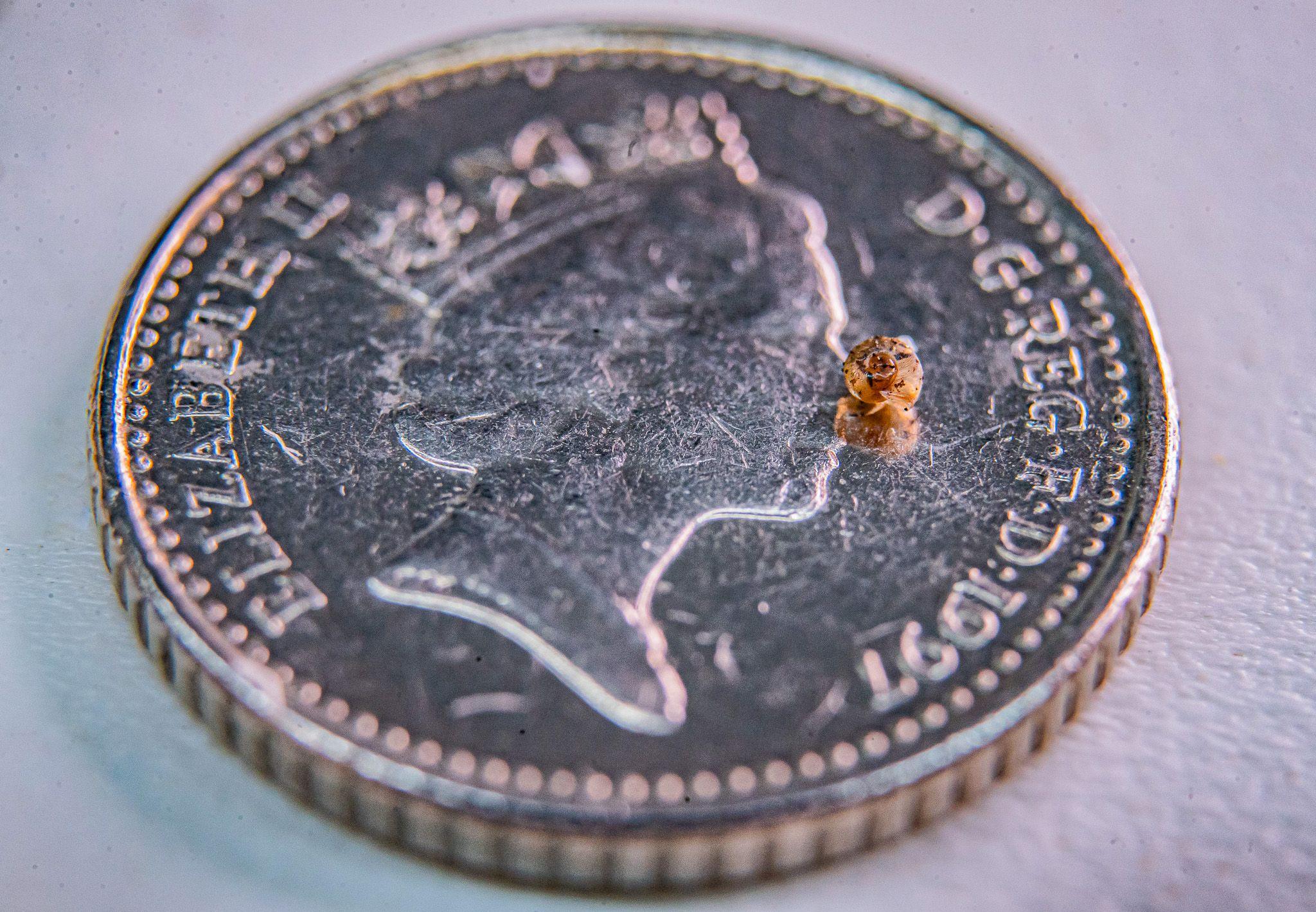 A newly hatched snail at Chester Zoo sits on a five pence coin