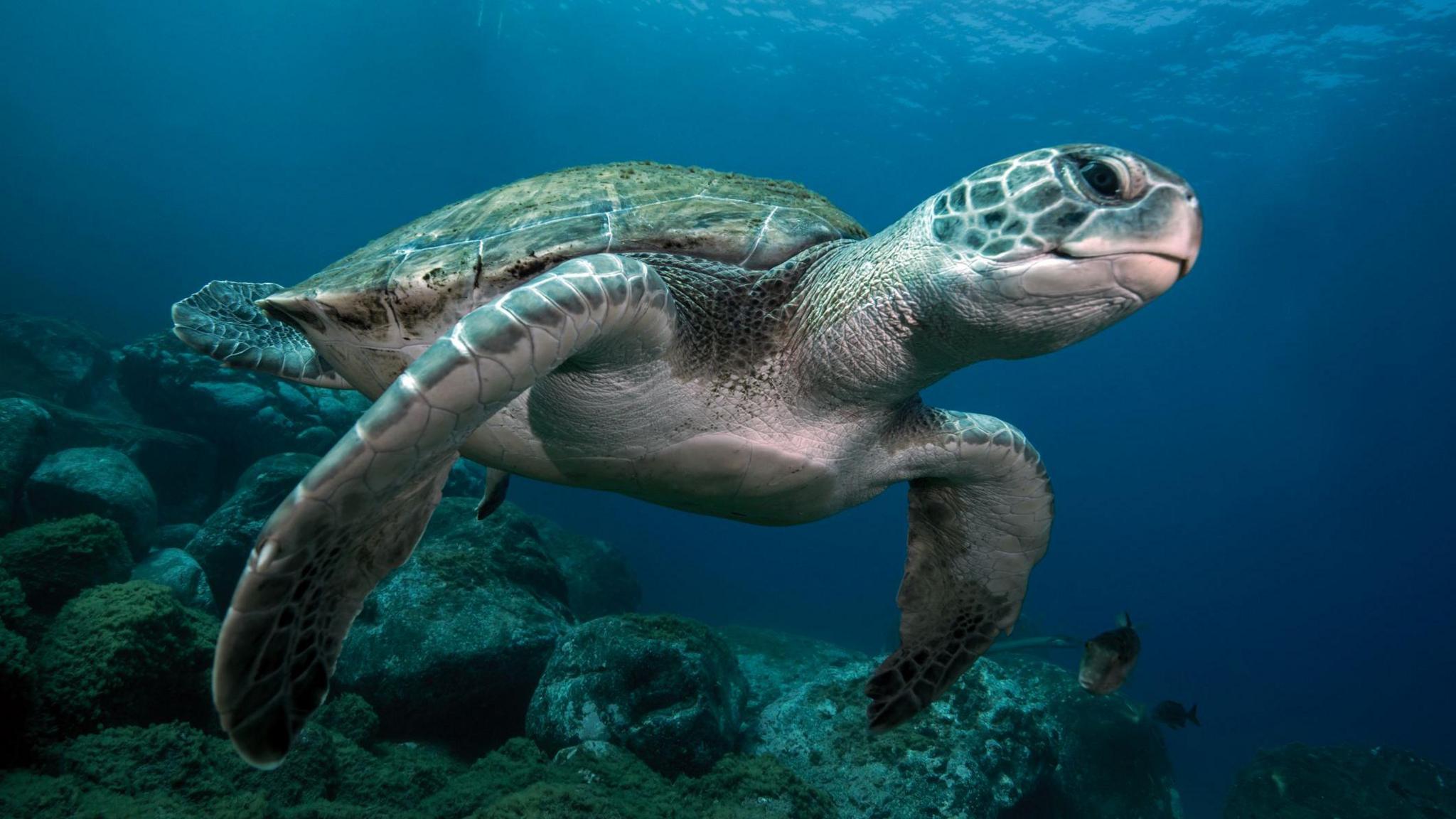 sea turtle swimming in the water. 