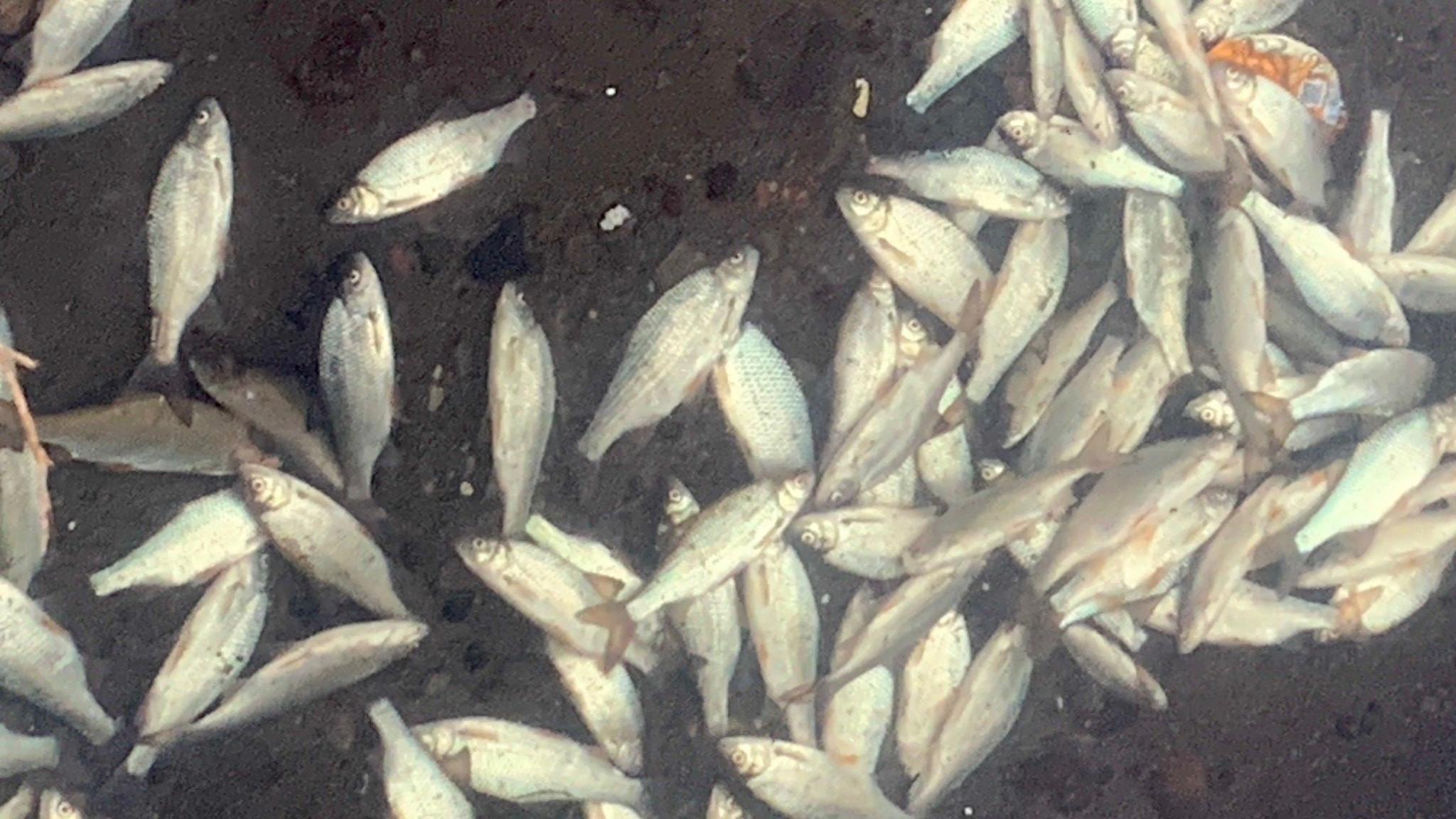 Dozens of silvery dead fish