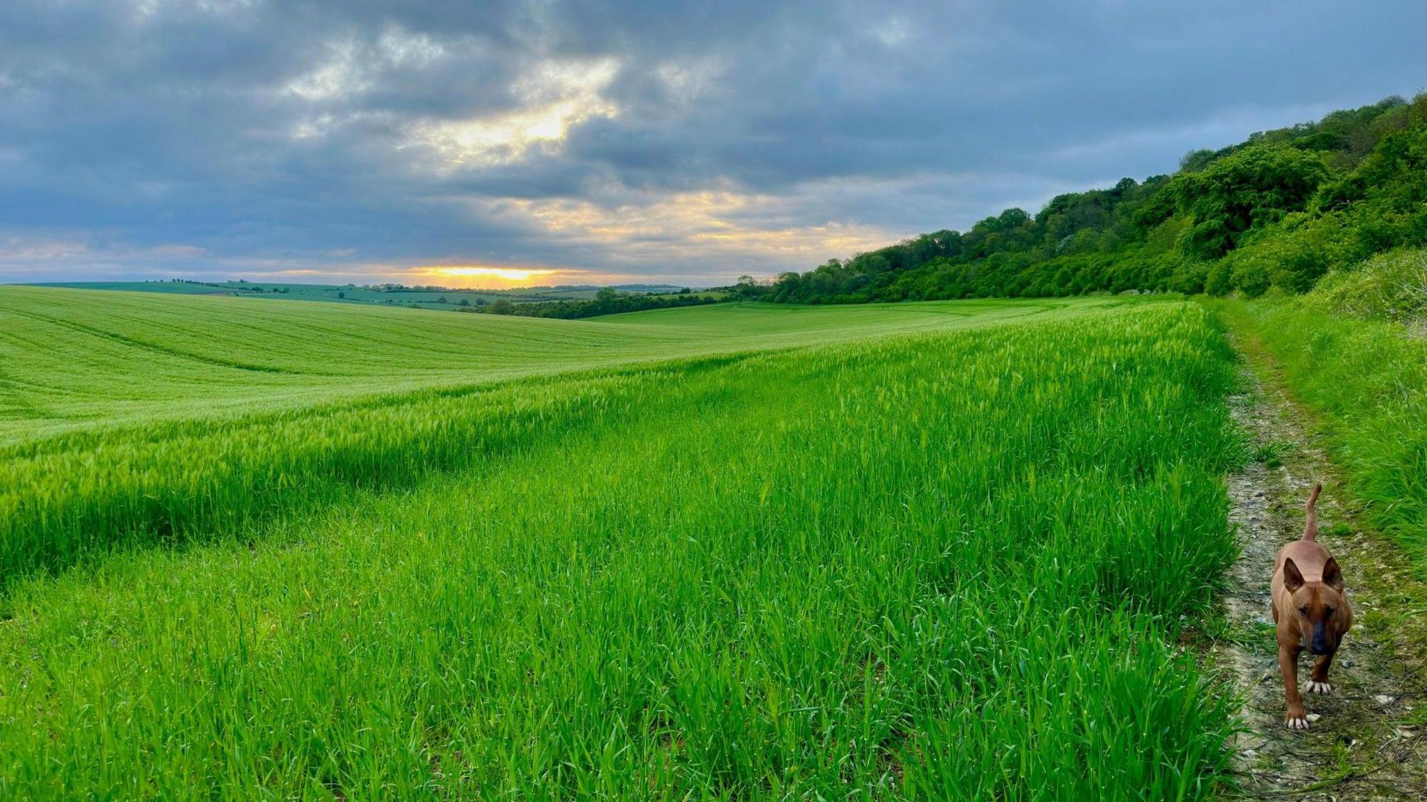 TUESDAY - Sunrise over a green field at Lambourn with a small dog on a footpath