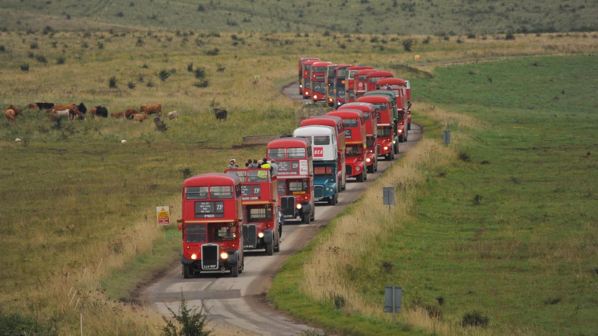 A line of about 17 red double-decker Routemaster buses moving along a small tarmacced road with open fields and cattle on either side