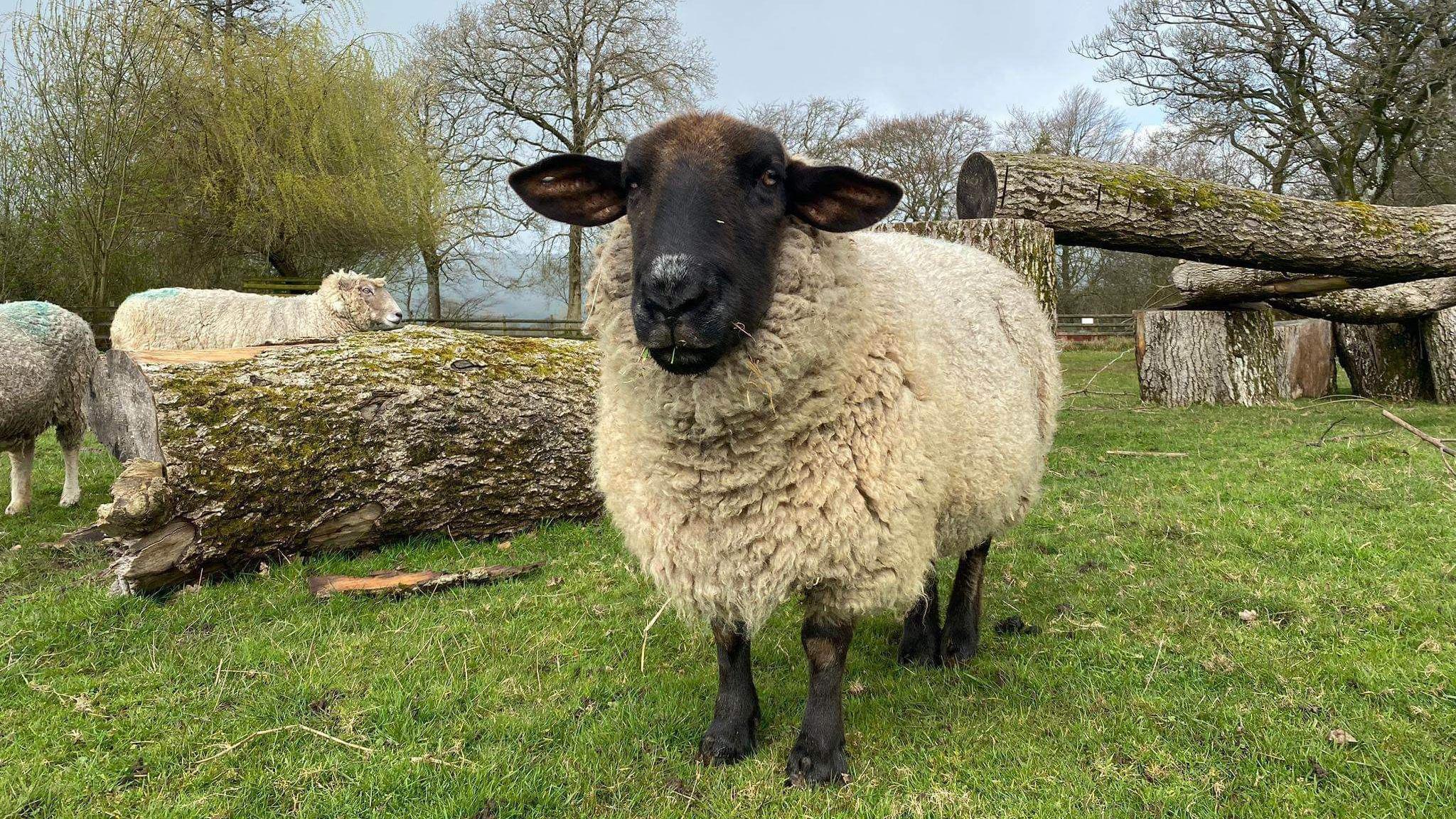 A group of sheep standing beside enrichment logs