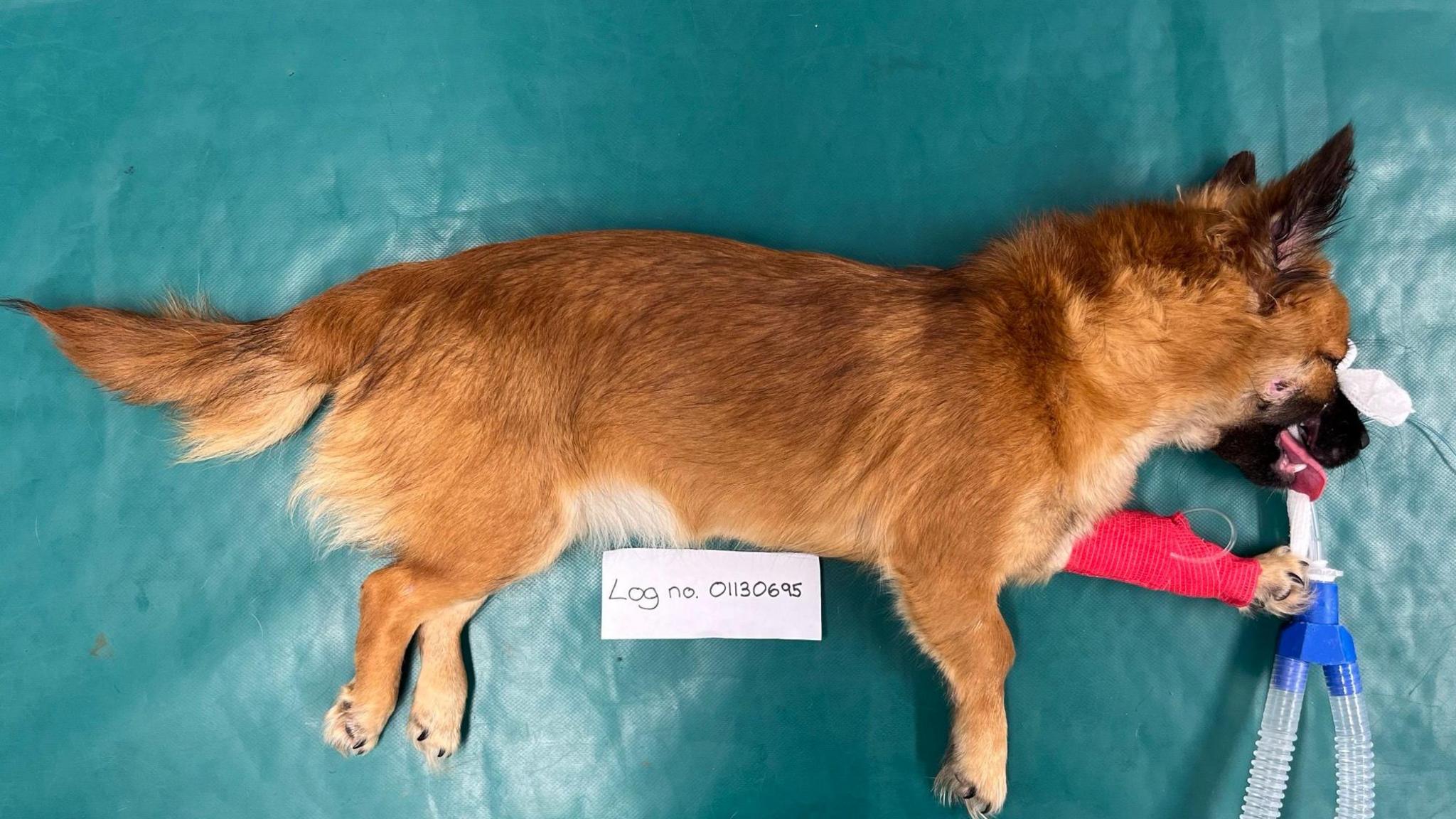 Poppy during urgent medical treatment. She is laying on a green table and has tubes attached to her snout. There is a log number next to her.