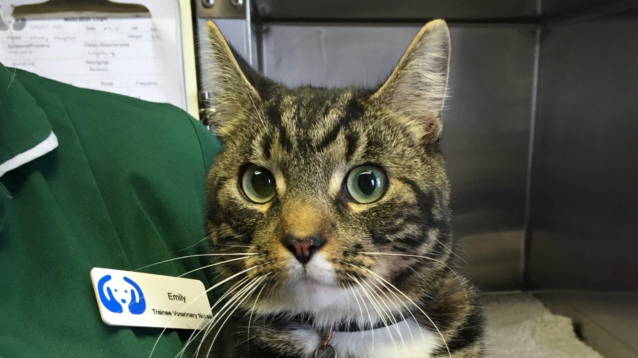 Cat at vets