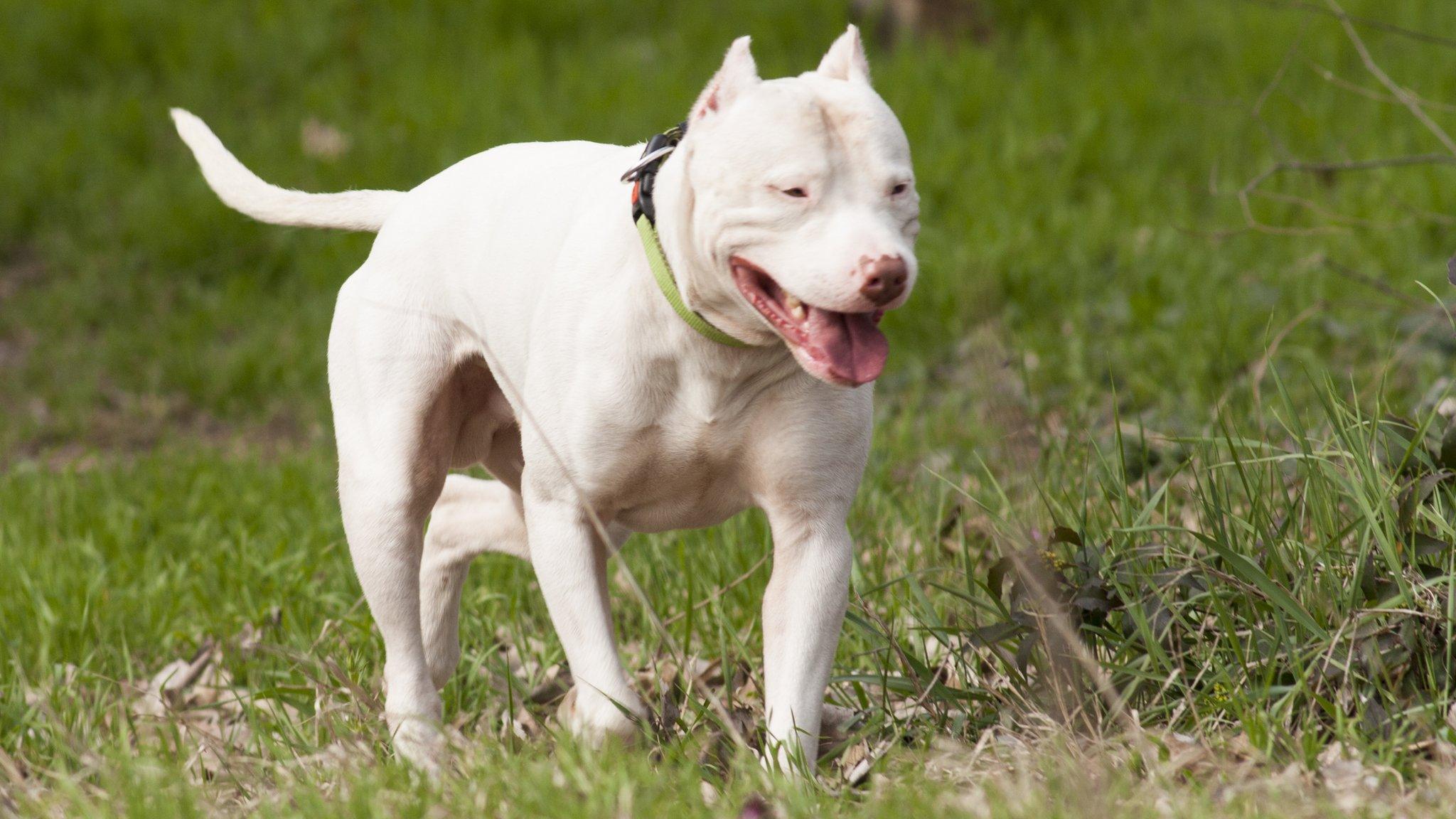 A dogo Argentino