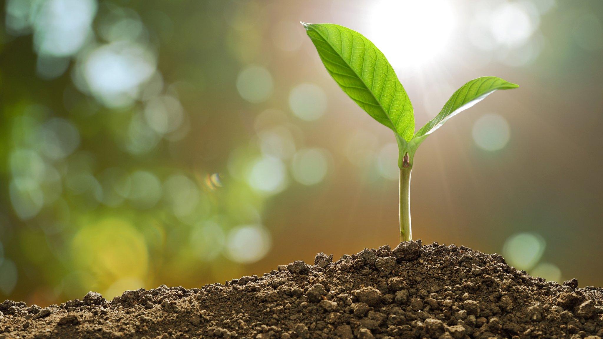 File photo: Generic young green growing plant shoot on a blurred natural background