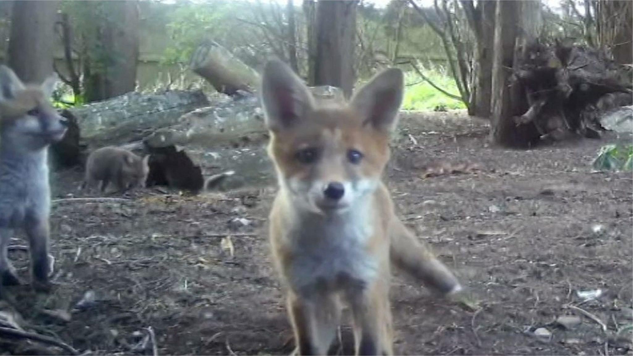 Fox pup looking at camera