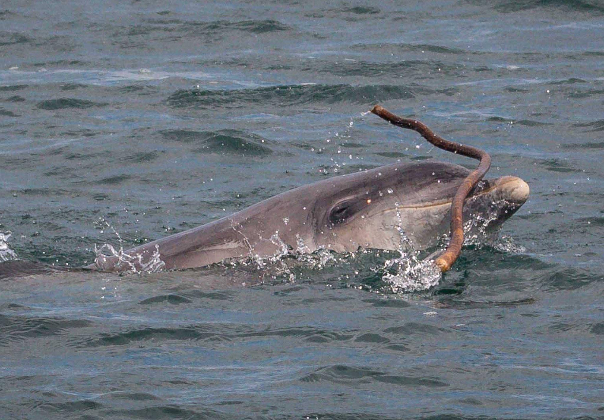 Bottlenose dolphin Kenobi playing with seaweed